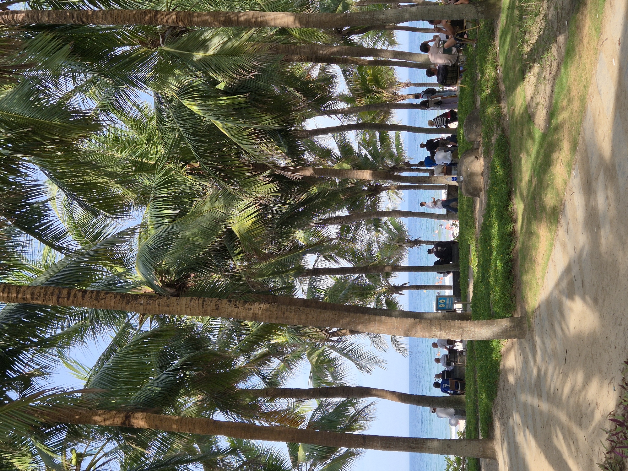 The image depicts a tropical beach scene in Đà Nẵng, Vietnam, characterized by a dense arrangement of mature coconut palm trees casting dappled shadows on a sandy path. In the background, the turquoise waters of the ocean meet a clear blue sky. Several groups of people are visible, some seated on chairs and others standing near the shoreline.
In the mid-ground, a cluster of people are gathered under the palms, appearing to be engaged in conversation or relaxation. One man in a white shirt stands near the water's edge, while several others sit on a low wall or chairs. To the right, a small sign with international symbols is visible. Further back, more individuals are seen on the beach, with some wading in the water. The overall atmosphere suggests a leisurely day at a coastal resort.