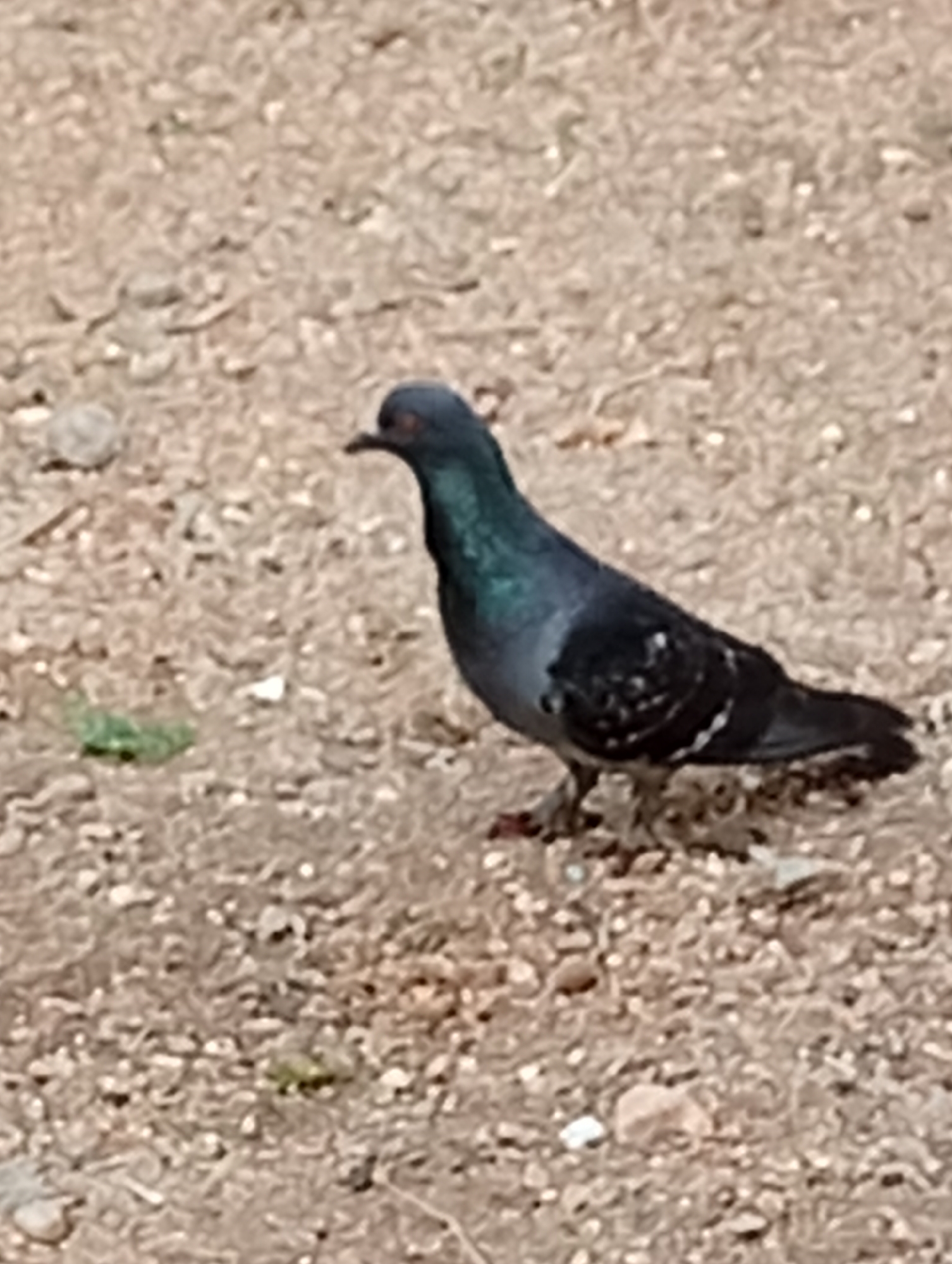 A pigeon stands on a gravelly surface. The bird is primarily gray and black with iridescent green and purple feathers around its neck. The background consists of small rocks and pebbles in shades of brown and gray.