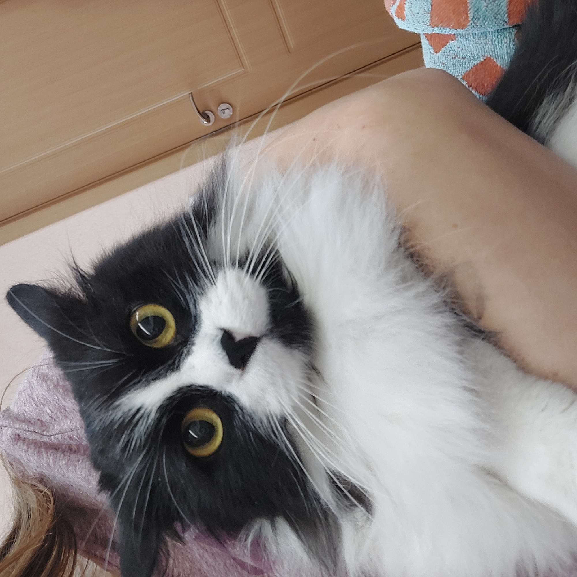 A black and white cat with yellow eyes is being held in someone's arm. The cat is looking directly at the camera with a slightly tilted head. The person holding the cat is wearing a pink shirt. A light-colored wooden door with a silver handle is visible in the background. Above the person's arm and cat, there's a patterned towel in shades of blue and orange. The exact location in Plovdiv, Bulgaria, cannot be determined from the image.