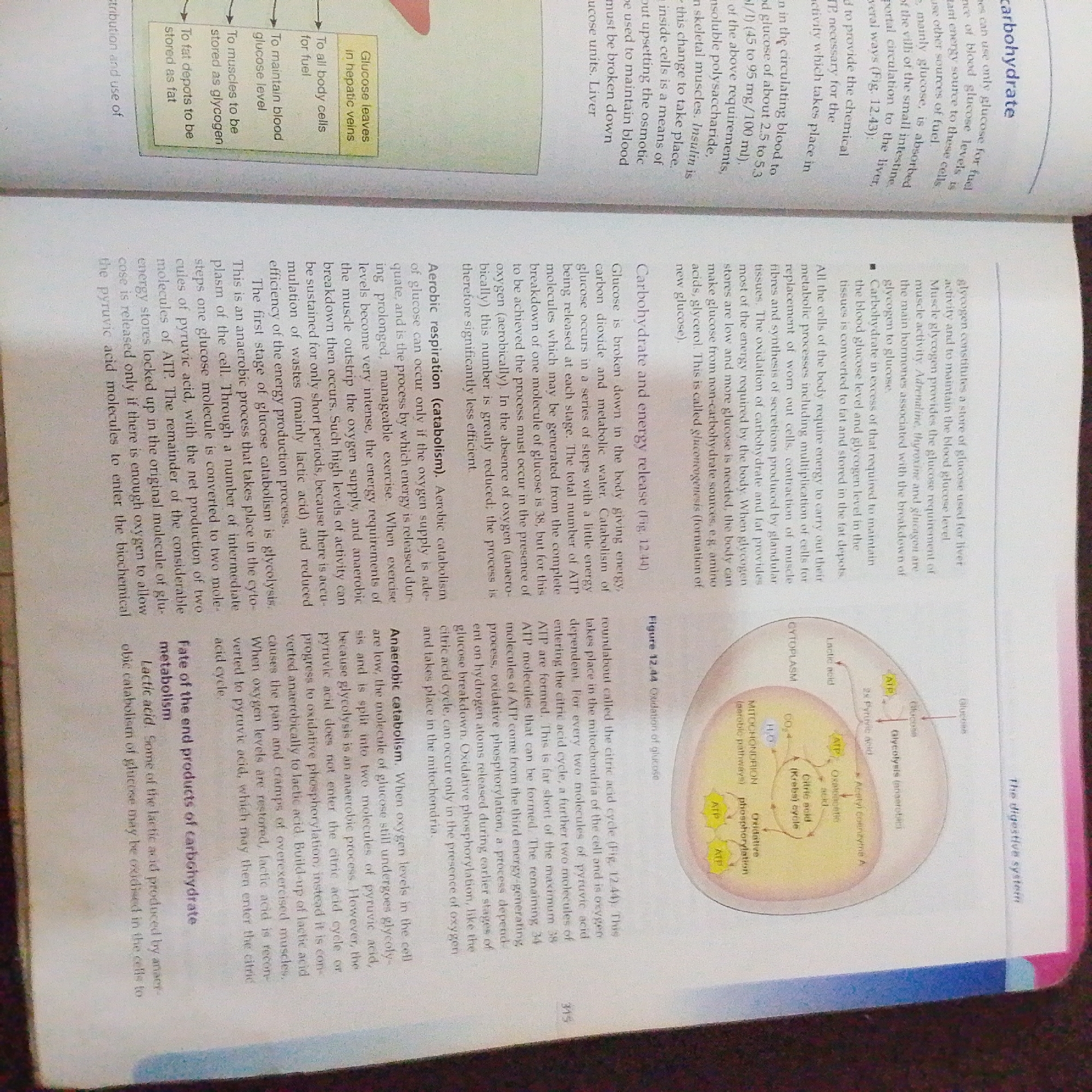 The image displays a page from a textbook, featuring text and an illustration related to carbohydrate metabolism. The text discusses the breakdown of glucose and its conversion into energy. An accompanying illustration, labeled "Figure 12.44 Oxidation of glucose," visually represents the processes of glycolysis, the citric acid cycle, and oxidative phosphorylation within a cell, specifically highlighting the role of the mitochondrion. The illustration details the inputs and outputs of these metabolic pathways, including glucose, pyruvic acid, acetyl coenzyme A, ATP, CO2, and H2O. The content is educational in nature, explaining cellular respiration and energy production. The location in Jalingo, Nigeria, is not depicted or implied in the image.