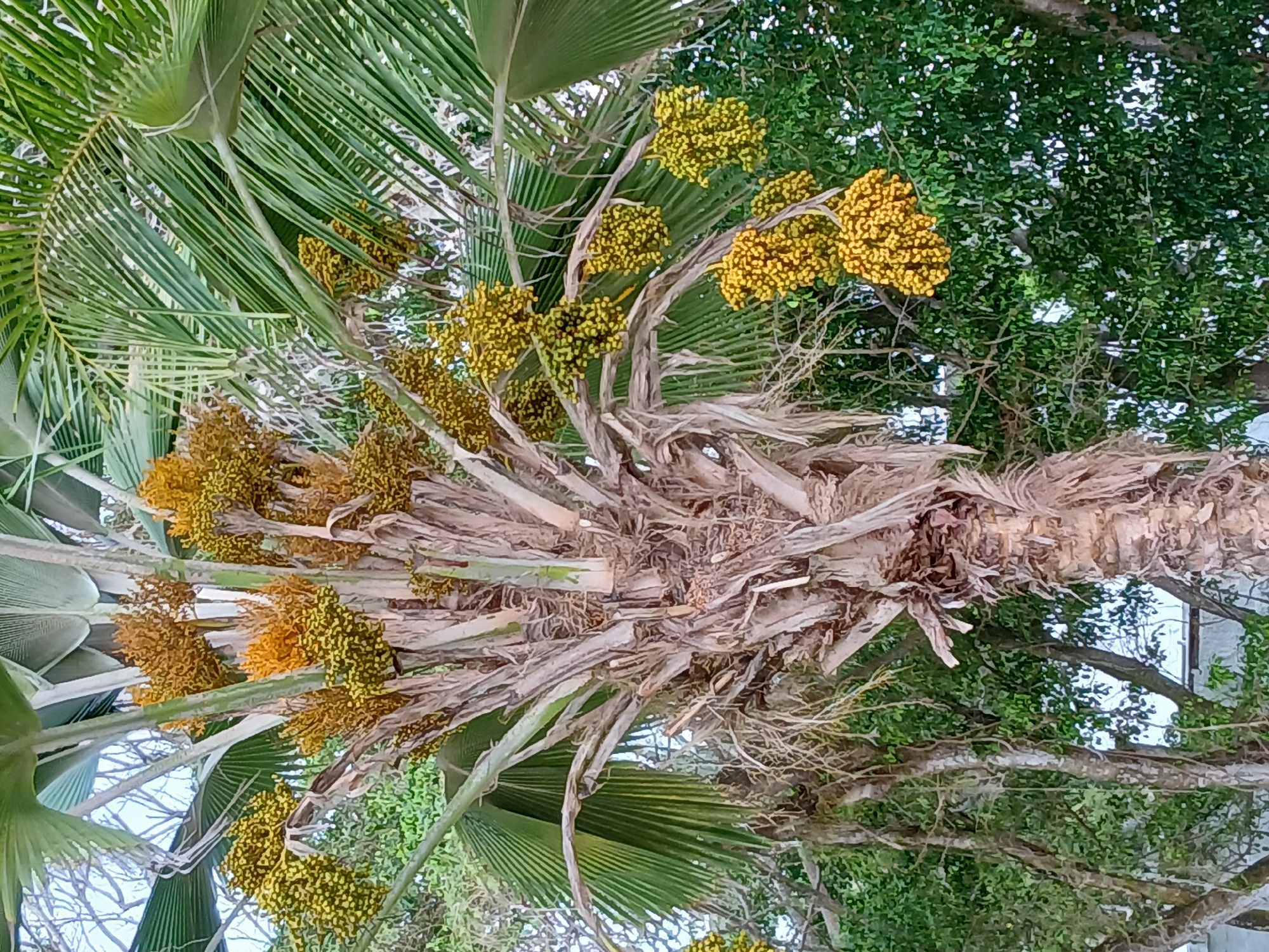 The image shows a close-up view of a palm tree with a thick, rough trunk and large, fan-shaped green leaves. Clusters of small, yellow, berry-like fruits hang from branches in the upper and mid-sections of the tree. The background consists of lush green foliage and trees, suggesting a tropical or subtropical environment. The sky is visible as a pale blue in the upper portion of the image. The scene is captured from a low angle, looking up towards the canopy of the palm tree. There are no people or animals visible in the image.