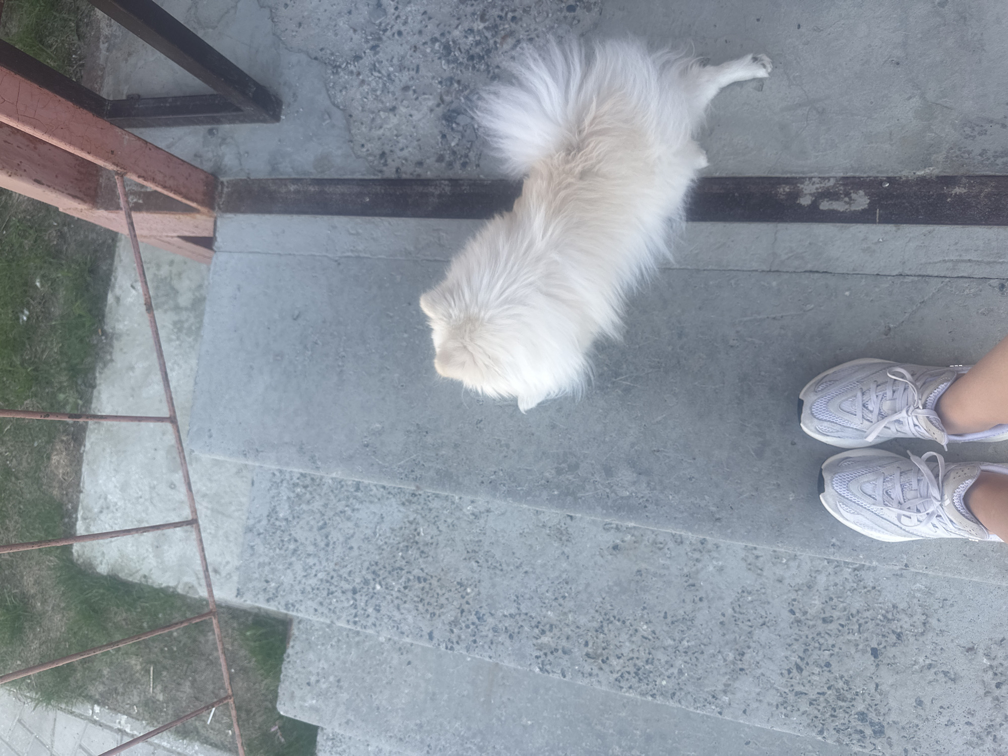 The scene presents an overhead outdoor view of a concrete staircase. At the bottom of the frame, a person's feet are visible, clad in light grey athletic sneakers, standing on the uppermost stair. Ahead and to the right of the feet, a small, cream-colored, fluffy dog, consistent with a Pomeranian breed, stands on the same top step. The dog faces away from the camera, looking down the stairs, with its tail curled over its back. The staircase consists of at least three visible steps made of light grey concrete with dark aggregate. A rusted, reddish-brown metal railing runs along the left side of the stairs, extending towards a lower grassy patch and paved ground. On the right, a darker, thicker, rusted metal support structure is visible alongside the stairs. The scene is illuminated by natural daylight. Location: Unknown, Unknown.
