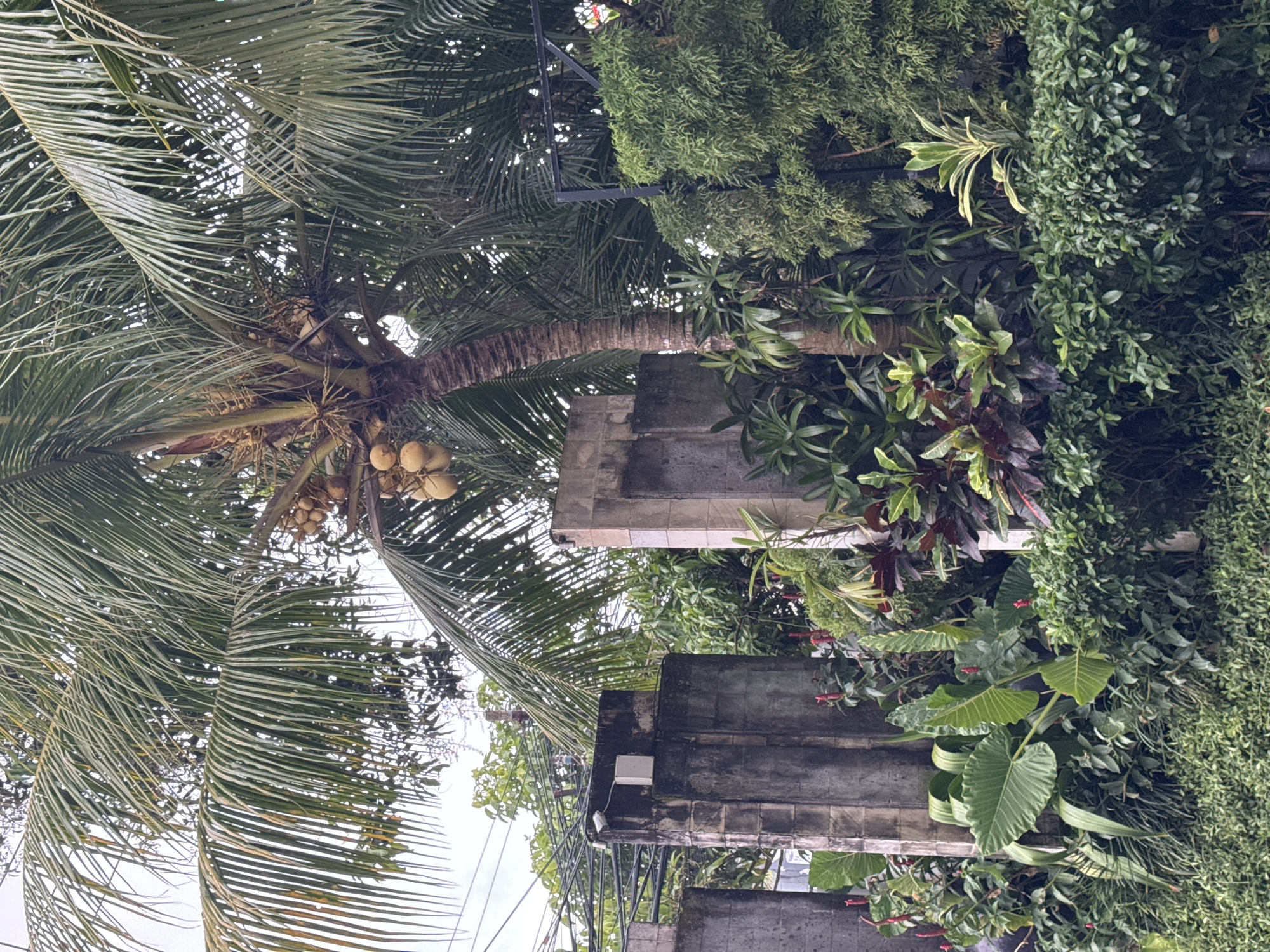 This image, rotated 90 degrees clockwise, presents a lush tropical scene, likely in Kuta Selatan, Indonesia. The central subject is a tall coconut palm tree, its trunk reaching upwards and its crown heavily laden with ripe coconuts nestled among its fronds. The large, pinnate leaves of the coconut tree dominate the left and upper parts of the frame, with light filtering through the gaps, suggesting an overcast or bright daytime sky.
The scene is rich with diverse tropical flora. Below and to the right of the coconut tree, a dense assortment of green foliage creates a vibrant vertical garden or overgrown landscape. Various plant species are visible, including broad-leaved plants, possibly elephant ear plants (Alocasia or Colocasia), and numerous smaller shrubs and vines with differing leaf textures and shades of green. Some plants also display small, reddish-pink flowers, adding a touch of color to the verdant surroundings.
Integrated within this natural abundance are weathered, grey concrete structures, possibly sections of buildings or walls. These aged surfaces provide a utilitarian backdrop to the thriving plant life. On one of these concrete structures, a small, white, rectangular device, possibly an electrical box or network component, is mounted. Metal supports or framing are also discernible amidst the thick vegetation.
The image captures a static outdoor scene, emphasizing the close interaction between tropical nature and built environments. The lighting indicates it is daytime, with diffused light suggesting either an overcast sky or ambient light without direct harsh sun. There is no visible text in the image.