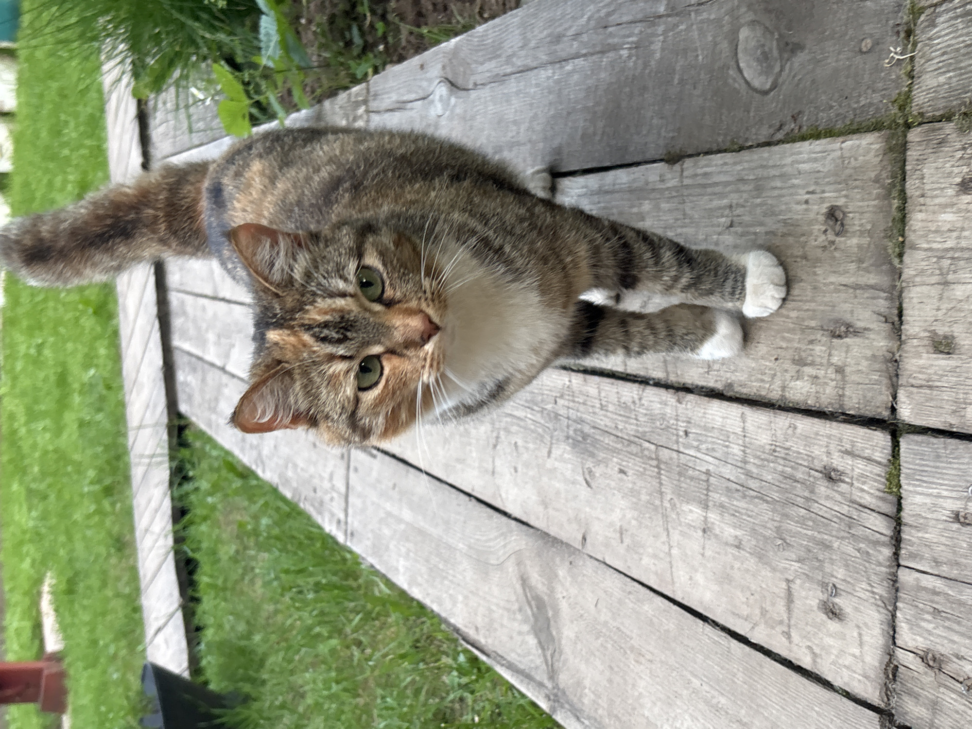 A tortoiseshell cat with green eyes and white paws stands on a weathered wooden walkway outdoors. The walkway is made of several planks laid parallel to each other. Green grass and some plants are visible on either side of the walkway. The cat is facing the camera, with its body angled slightly to the right. Its tail is held upright and appears bushy. The background is blurred but suggests a natural, outdoor setting. The image appears to have been taken in Дресвяново, Russia, given the provided location.