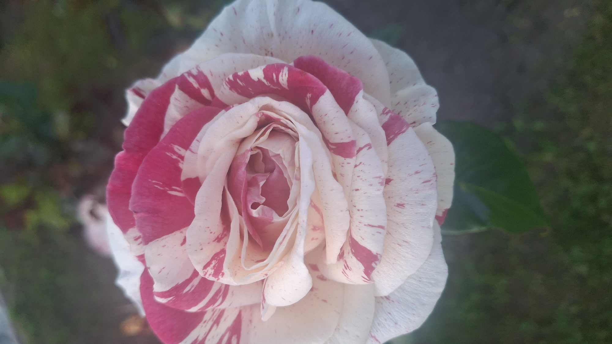 A close-up, eye-level shot shows a bi-colored rose in bloom, with petals of white and varying shades of pink and red. The rose is in the center of the frame, with its petals layered and unfurling towards the top. The background is blurred, showing hints of green foliage and dark, earthy tones, suggesting an outdoor garden setting. The lighting appears soft and natural, casting a gentle glow on the rose. The image is likely a photograph taken in the natural environment of Дзямідавіцкі сельскі Савет, Belarus.