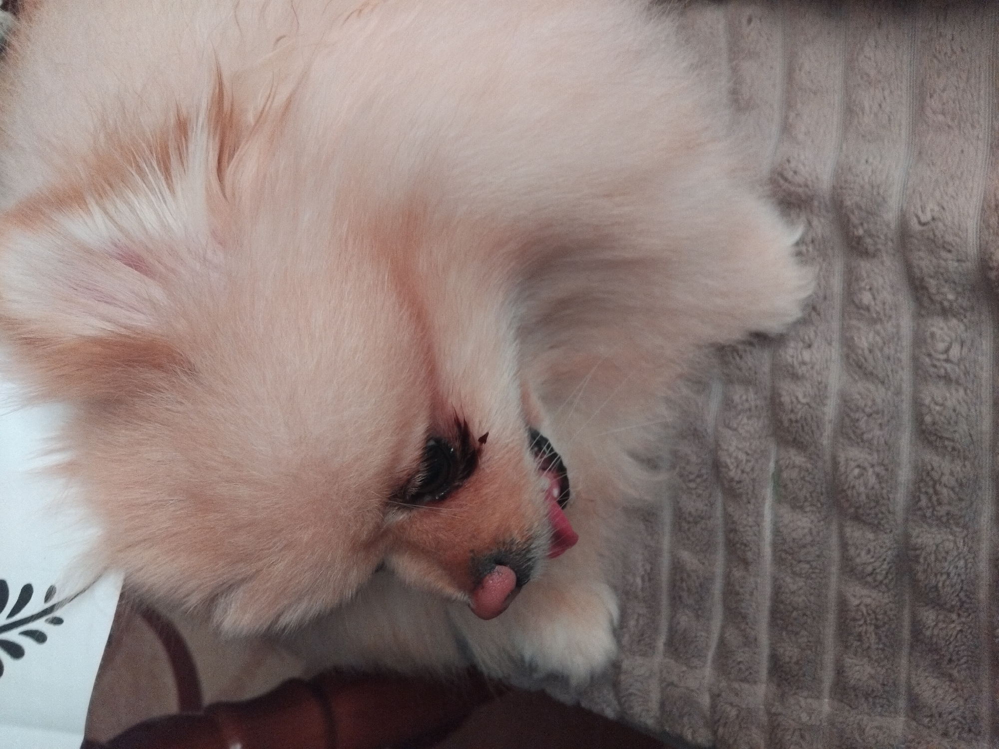 A close-up shot shows a light peach-colored Pomeranian dog lying on a brown textured blanket. The dog's head is tilted to the right, with its tongue slightly protruding. The dog's dark eyes and nose are visible. The background includes part of a white object with a floral design and a dark wooden surface. There is no indication of Apriltsi, Bulgaria or a city location.