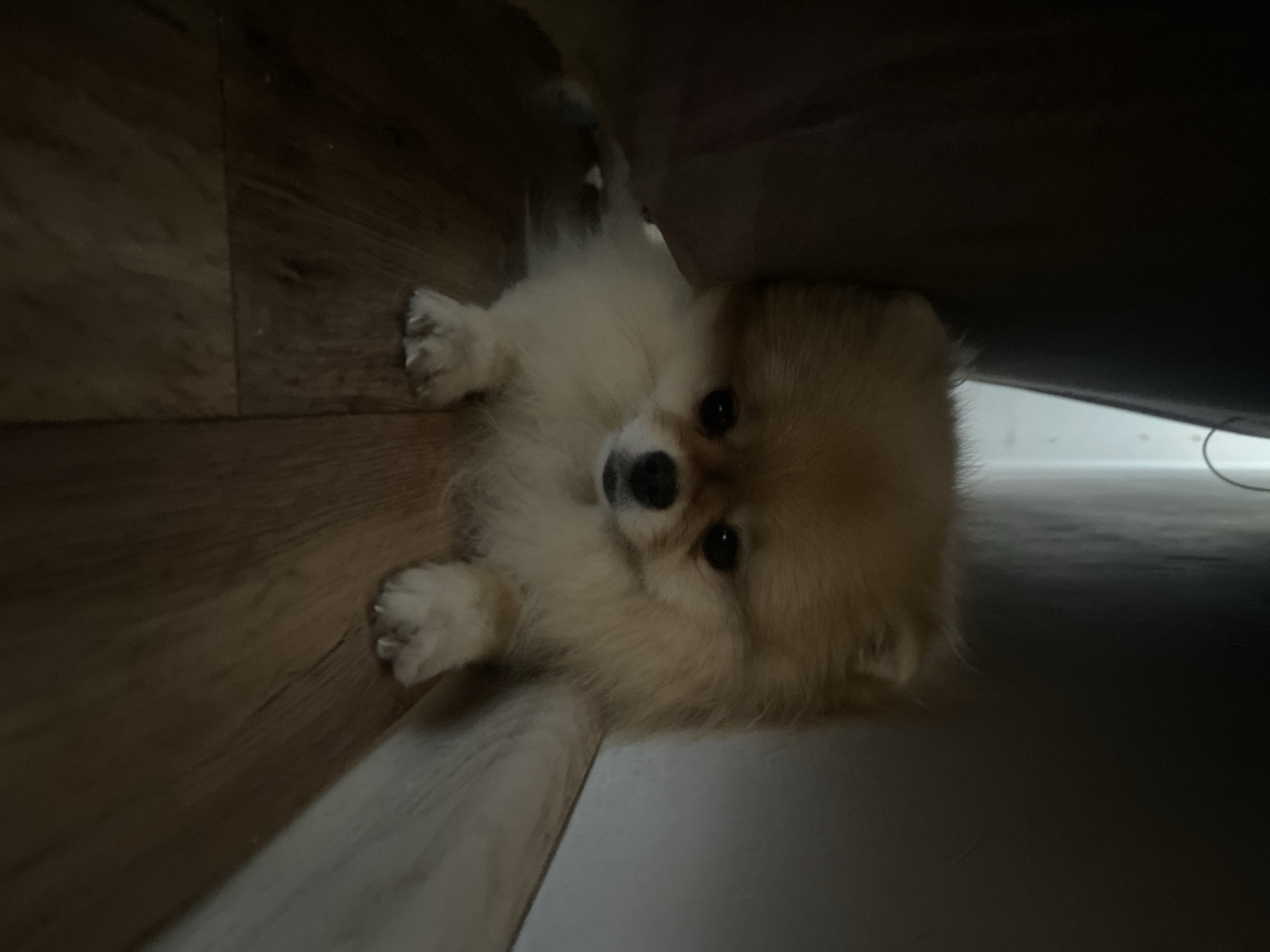 A tan Pomeranian dog is lying on its side on a wooden floor, partially underneath a dark object. The dog is looking directly at the camera with its black eyes and nose. The lighting is dim, and the environment appears to be indoors. The location is Unknown, Unknown.