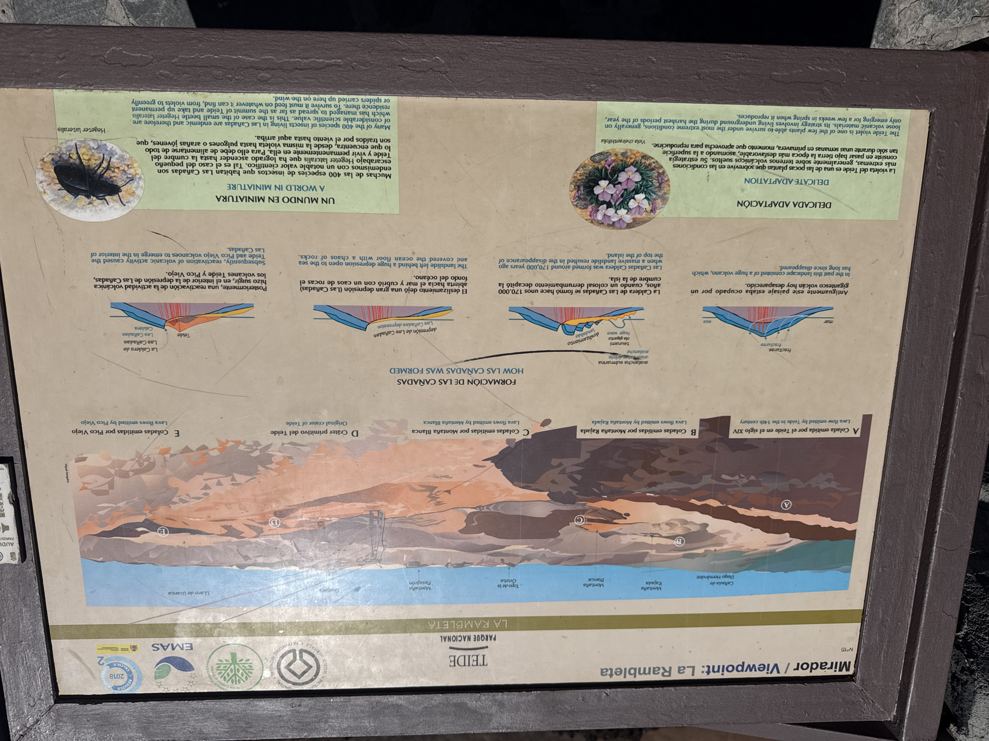 This is a photograph of an informational sign located in La Rambleta, a viewpoint within Teide National Park, near La Orotava, Spain. The sign features a detailed geological illustration of the Teide volcano and its surroundings, depicting lava flows, craters, and the formation of the Cañadas. Text in both Spanish and English explains these geological processes and highlights the unique flora and fauna of the area.
The sign is framed and positioned outdoors, with the natural landscape of Teide visible in the background, including a vast volcanic terrain under a blue sky. The foreground focuses on the sign itself. The sign has several sections: a title "Mirador / Viewpoint: La Rambleta", a large central illustration with labels and explanations for different volcanic features denoted by letters A through E. Below the main illustration, there are diagrams illustrating the formation of the Cañadas, with accompanying text. Finally, two smaller sections at the bottom of the sign discuss "DELICATE ADAPTATION" (referring to the Teide violet, with an image of the flower) and "A WORLD IN MINIATURE" (discussing endemic insects, with an image of a beetle). The sign also includes various logos and certifications. No people are visible in the frame.
