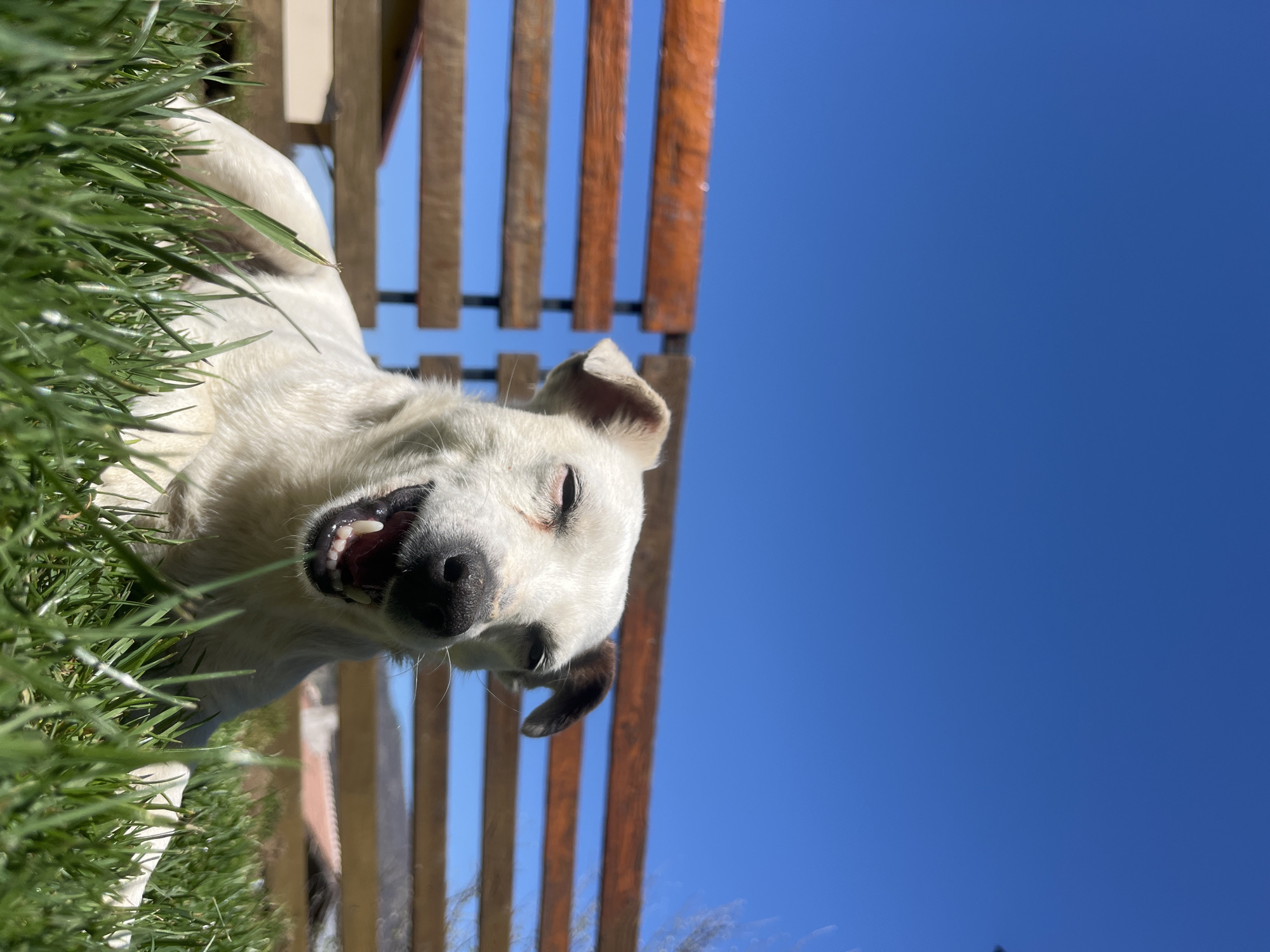 A close-up, low-angle shot depicts a white dog lying on its side in green grass, seemingly outdoors. The dog's head is prominent, revealing an open mouth and teeth. Behind the dog, there is a partially visible wooden structure that could be a fence or a section of a bench. The background consists of a clear, bright blue sky. The location is Vladaya, Bulgaria.