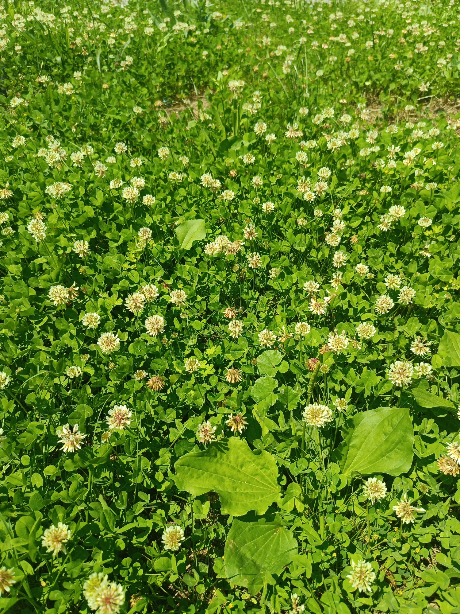 This is a high-angle, full shot of a field of white clover in bloom, with some broadleaf plantain leaves interspersed. The clover flowers are small, round, and white to cream-colored, with some hints of pink or red in the center. The leaves of the clover are trifoliate, and the plantain leaves are large and ovate. The field is dense with vegetation, and the lighting suggests it is a sunny day. The background is a blur of more clover and green foliage, indicating the field extends beyond the frame. There are no people or animals visible in the image. The scene is entirely natural and appears to be a patch of wild or cultivated clover.