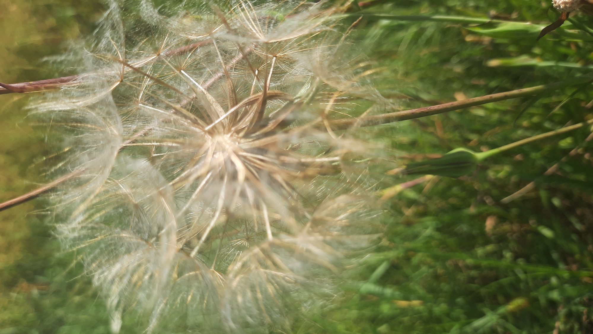This is a close-up, vertical, outdoor photograph of a dandelion seed head against a blurred background of green grass and other vegetation. The seed head is prominently displayed in the center of the frame, with its delicate white parachutes fanning out. A thin, brown stem supports the seed head, and another, unbloomed bud is visible in the lower left quadrant of the image. The lighting suggests it is daytime, with sunlight illuminating the feathery seeds and casting soft shadows. There are no people or animals present in the image. The setting appears to be a natural, unmanicured area, likely a field or meadow, which could be found in or around the city of Шклоў, Belarus.