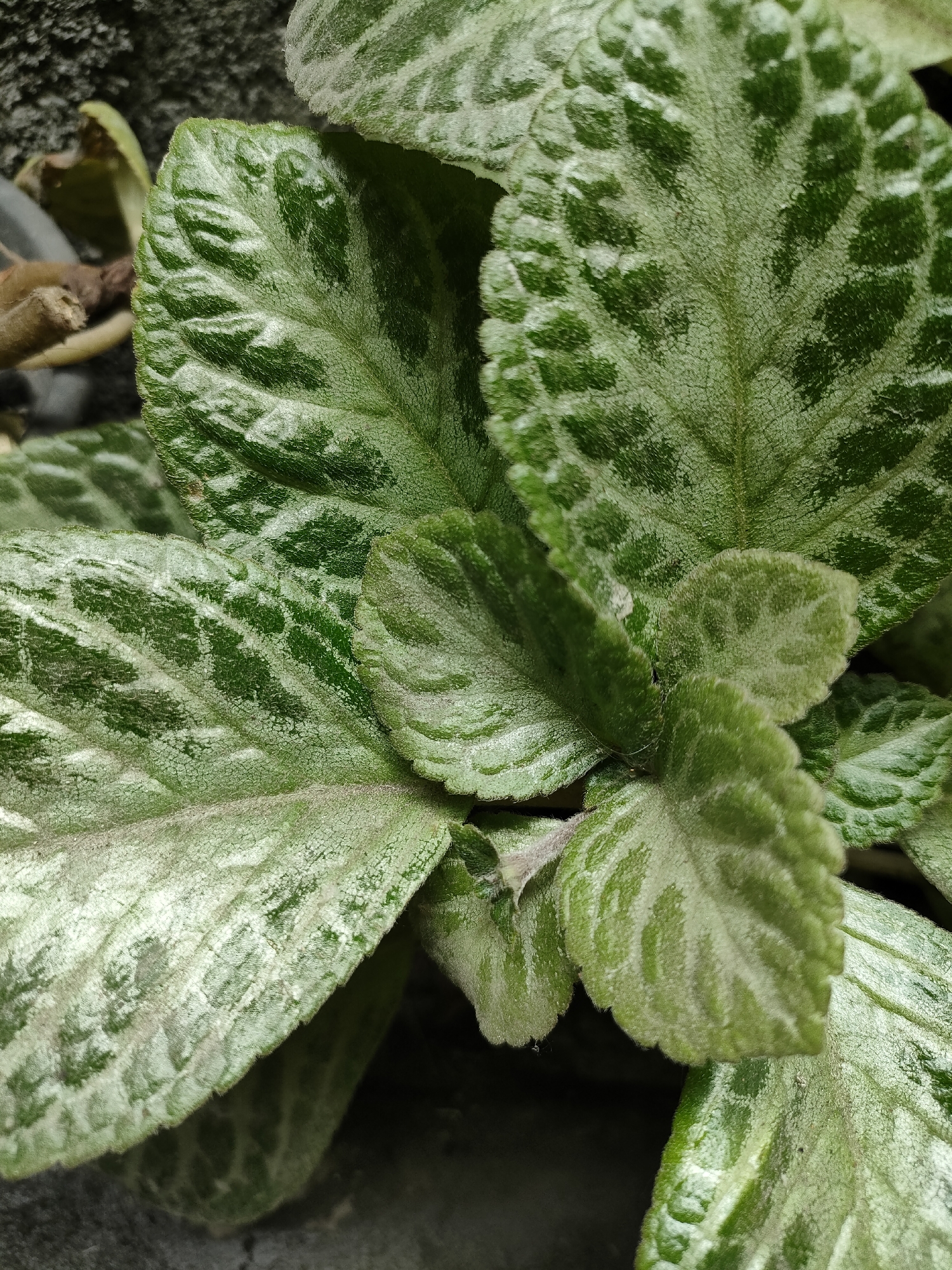 A close-up shot of a plant with variegated green and silver leaves. The leaves are textured with visible veins and a velvety surface. The plant appears to be growing near a rough, grey textured surface, possibly a wall or concrete. The lighting suggests an outdoor environment, potentially in Banguntapan, Indonesia, where this type of foliage is common in gardens and residential areas. No people or specific actions are depicted.