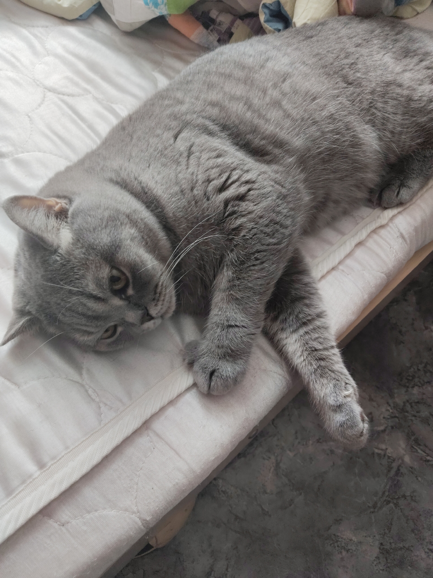 A gray, short-haired cat lies on a white, quilted mattress. The cat is positioned diagonally across the frame, with its head near the upper left corner and its paws extending towards the bottom right. The cat's eyes are partially open, and its whiskers are visible. The mattress is slightly wrinkled. The floor below the mattress is a mottled gray. There is some bedding at the top of the image.