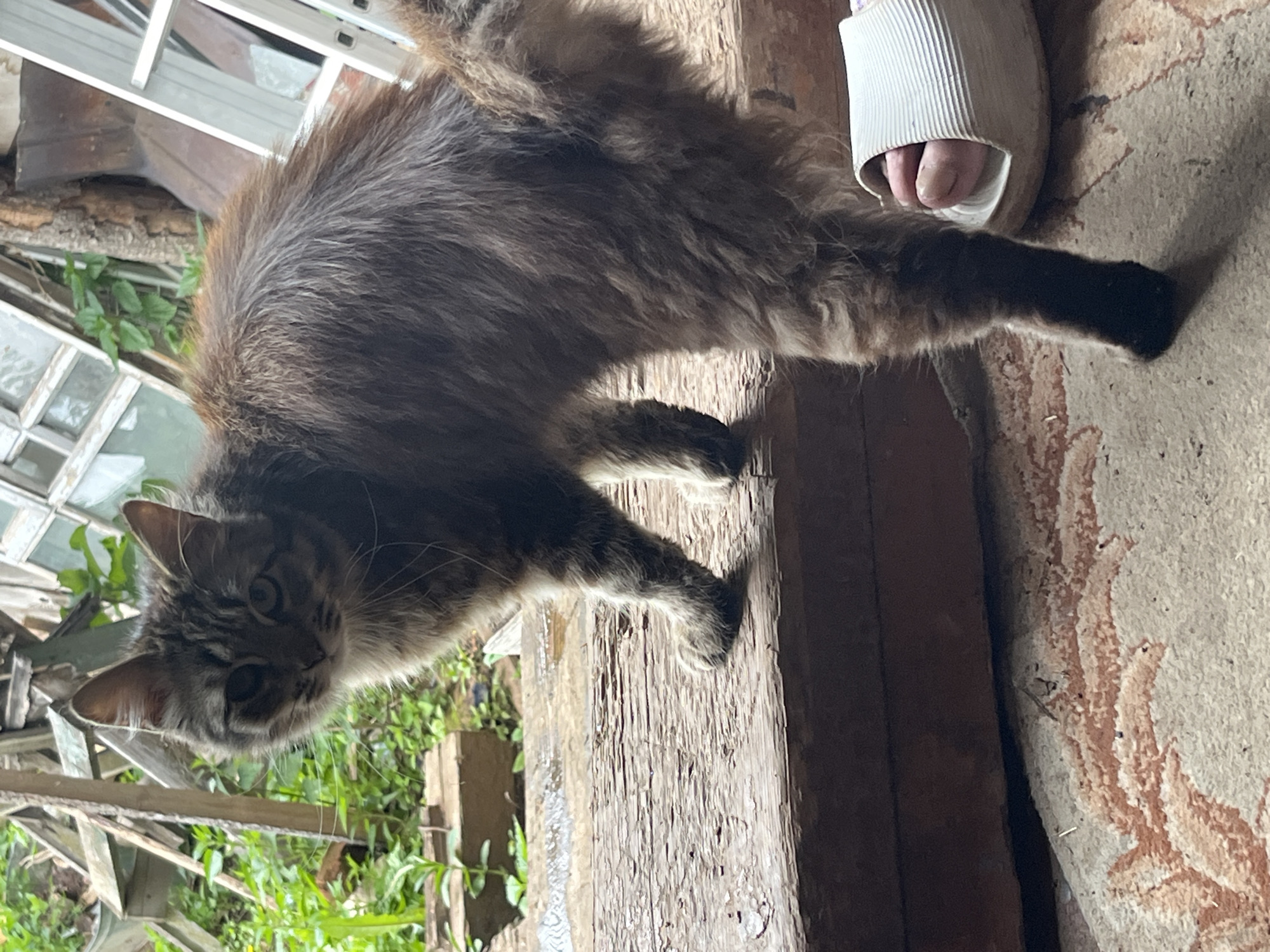 A long-haired tabby cat, with grey-brown fur and lighter underparts, is captured mid-stretch or movement, looking directly at the camera. Its large, curious eyes are prominent, and its whiskers are visible. The cat stands on a weathered wooden beam or threshold, which separates an indoor space from an outdoor area.
To the right, a bare human foot with exposed toes rests in a white, ridged slide slipper on a light-colored rug with abstract reddish-brown patterns. To the left, behind the cat, a rustic outdoor scene is visible, featuring lush green foliage seen through old, white-framed windows or a greenhouse-like structure. Further in the background, a wooden log and a metal ladder or shelving unit can be discerned.
The scene is brightly lit, indicating daytime. The combination of the domestic interior elements (rug, slipper) and the slightly unkempt outdoor environment suggests a setting like a porch, shed, or utility area leading to a garden, possibly in a rural or semi-rural location such as Фоки, Russia. No visible text is present.