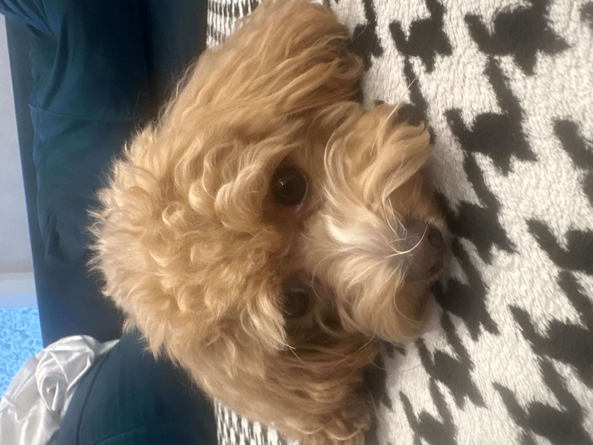 A light brown, curly-haired dog is lying down on a black and white patterned blanket. The dog's head is resting on its paws, and it is looking directly at the camera with its large, dark eyes. The background is out of focus, but appears to be a sofa. The image is a close-up shot, and the dog fills most of the frame.
