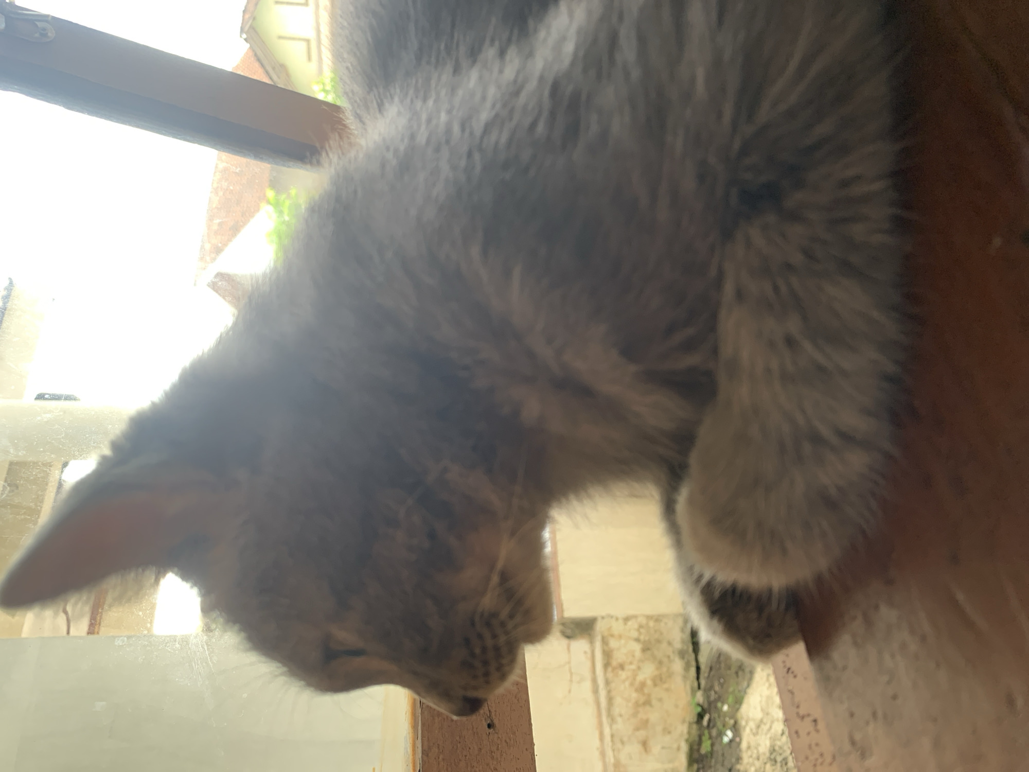 A domestic cat is resting on a wooden surface. The cat is facing left, with its head slightly turned. Its fur is a mix of gray and brown, and it appears to be a young cat. The background is out of focus, but it shows a residential area with houses and trees, suggesting an outdoor setting in the city of Jajag, Indonesia. The lighting is bright, indicating it is daytime. The cat's paws are tucked beneath its body.