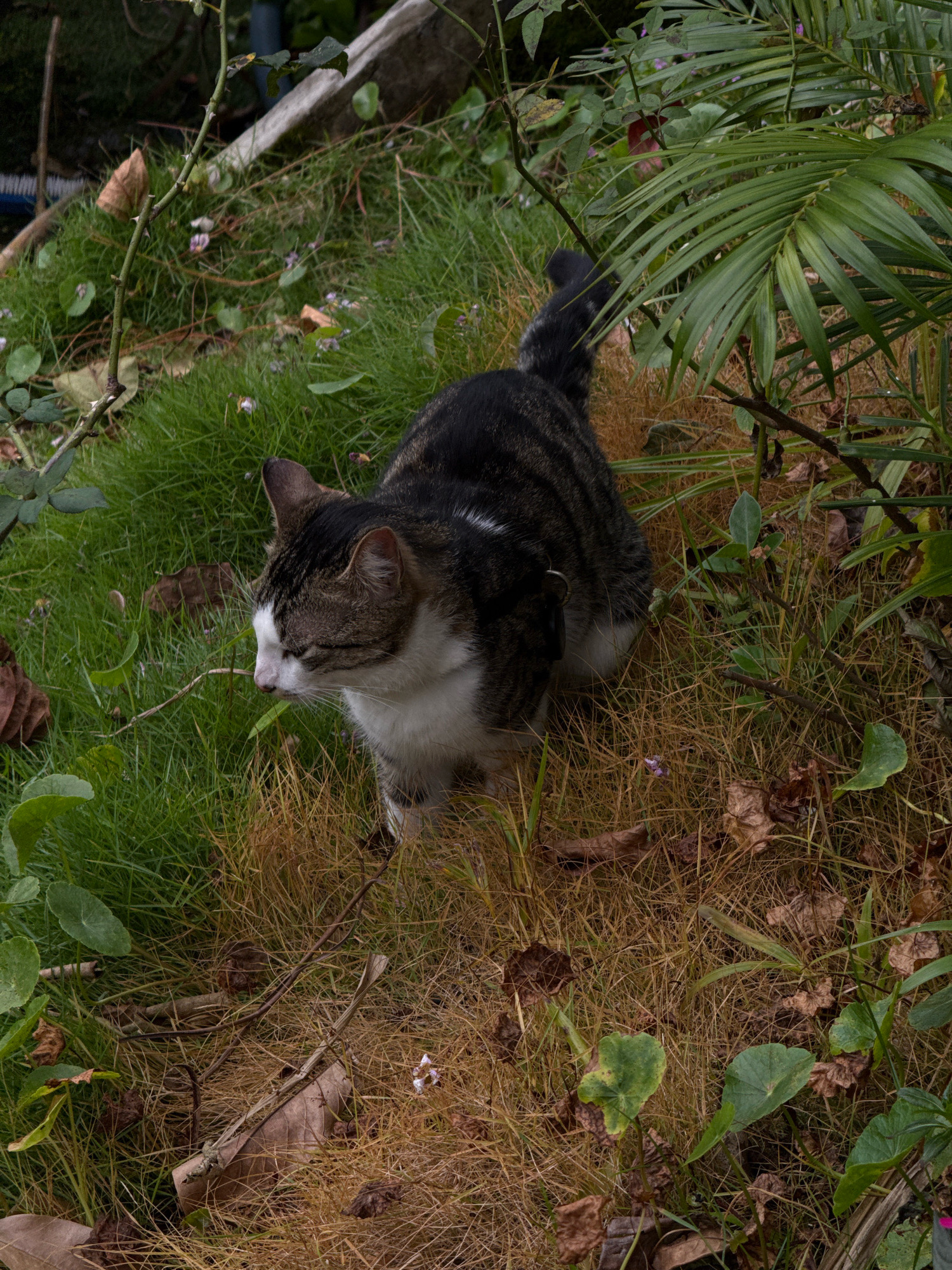 A tabby cat with white markings on its face and chest is crouched in overgrown grass and dry leaves. The cat is facing left, with its head lowered. Green foliage, including palm fronds, is visible in the background. The scene appears to be an outdoor garden area, possibly in a residential setting. The location is identified as Hiệp Thạnh, Vietnam.