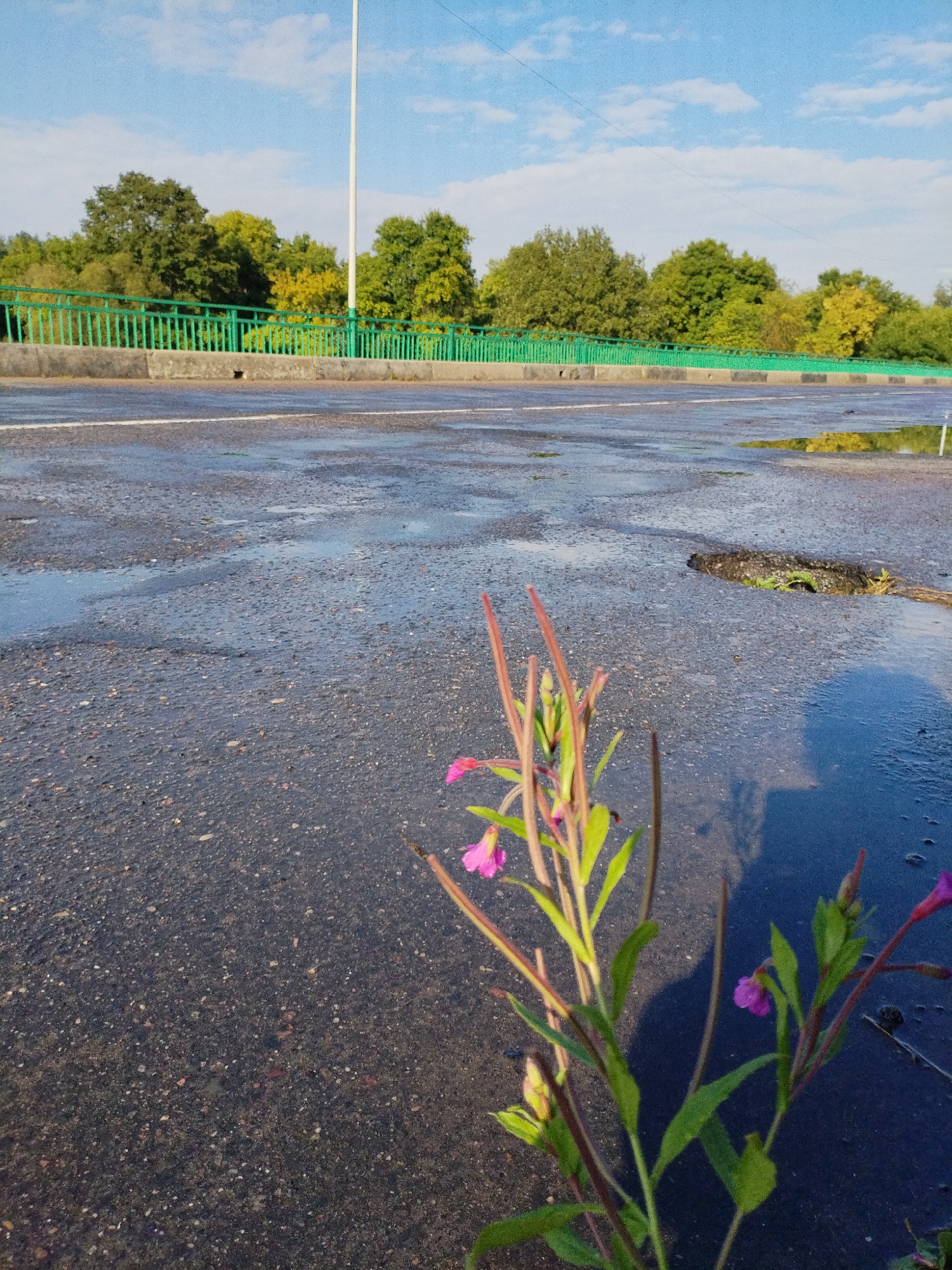The image depicts a close-up view of a flowering plant with pink blossoms and green leaves, growing on a wet asphalt surface. The asphalt is marked with a white line and contains several puddles reflecting the sky and surrounding trees. In the background, a green metal railing runs along the edge of what appears to be a bridge or elevated road, with a dense line of trees behind it. A white pole, likely a lamppost, is visible in the distance against a blue sky with scattered clouds. The scene is set outdoors, with the wet ground suggesting recent rainfall. There are no people or animals visible in the image. The setting is identifiable as Bialynichy, Belarus, based on the provided context.