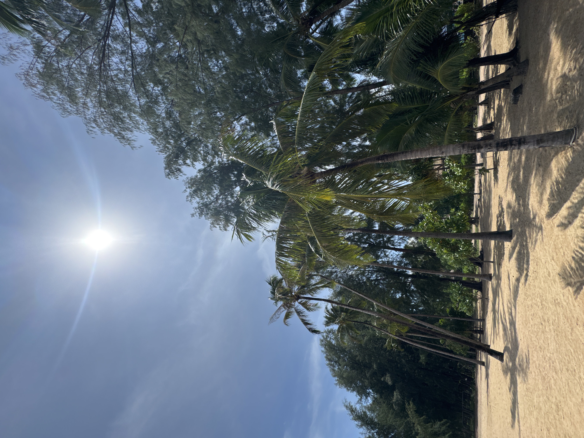 The image captures a sun-drenched beach in Ban Khuk Khak, Thailand, with a clear blue sky overhead and the sun prominently positioned in the upper left quadrant, emitting a bright lens flare. A cluster of palm trees with lush green fronds dominates the foreground and midground, their trunks angled against the sand. The beach itself is composed of fine, light-colored sand, casting long shadows from the surrounding vegetation. Beyond the palm trees, a dense line of darker green trees, possibly pine or casuarina, forms a backdrop. The scene is devoid of people, creating a serene and tranquil atmosphere.