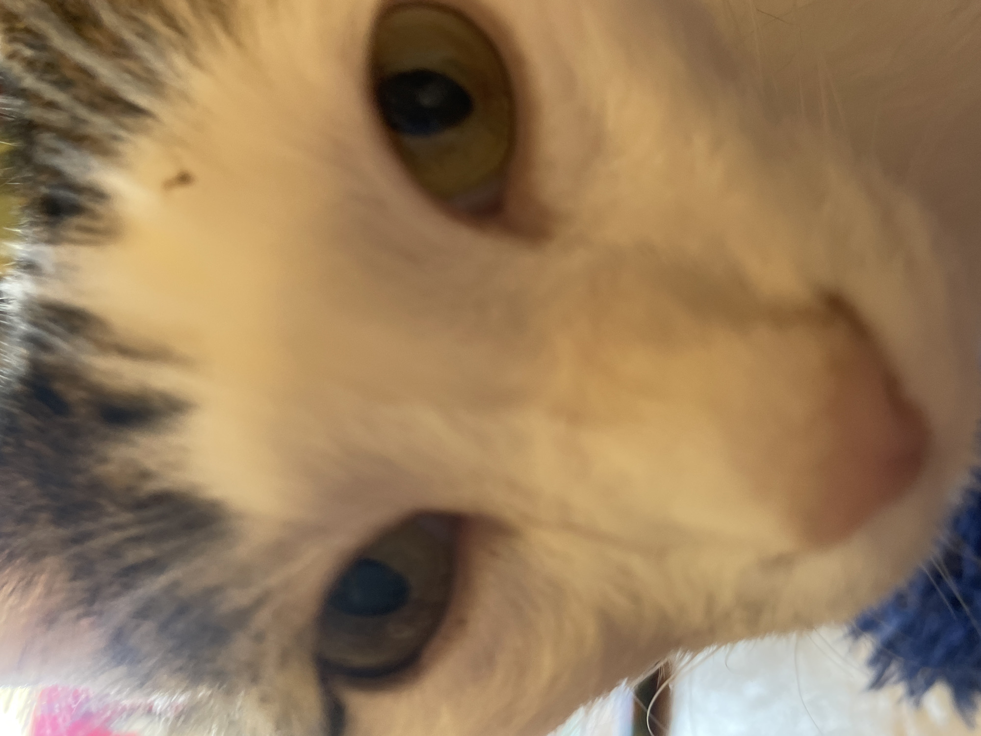 A close-up, eye-level, medium shot captures the face of a domestic shorthair cat. The cat has white fur with tabby markings on its forehead and ears. Its eyes are open and appear to be golden or hazel in color. The cat's nose is pink. The background is blurred, but appears to be a domestic indoor setting with hints of color, possibly pink and blue. The image is slightly out of focus, particularly around the edges.