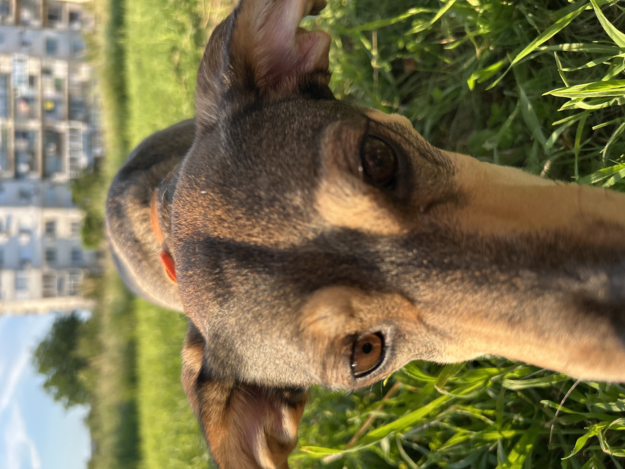A close-up, eye-level, outdoor shot features a dog's head and upper body in the foreground. The dog's face is pointed towards the camera, with its ears perked up and its nose cut off by the frame. The dog's fur is a mix of brown and tan colors, with darker stripes on its head. Its eyes are a warm brown color. The dog is wearing an orange collar. The background is a blur of green grass, with a slightly out-of-focus building and trees visible in the distance. The lighting suggests it is daytime, with sunlight illuminating the dog and casting shadows.