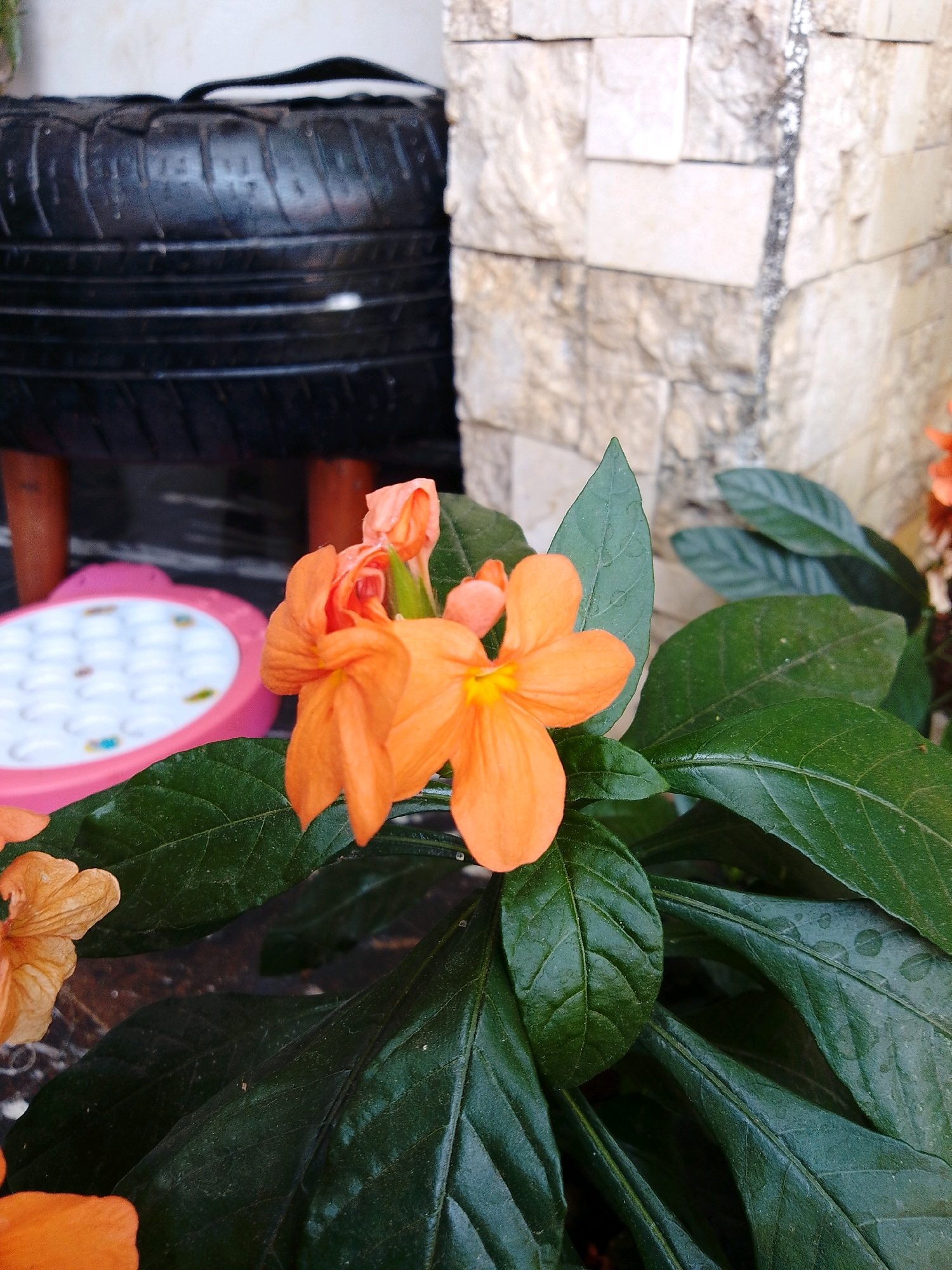 The image shows a close-up of orange flowers with green leaves in what appears to be an outdoor setting. In the background, a textured stone wall and a black tire are visible, suggesting an urban or backyard environment. A pink object with white circular indentations is also present. The lighting suggests it is daytime. The specific location in Cikal, Indonesia cannot be determined from the image alone.