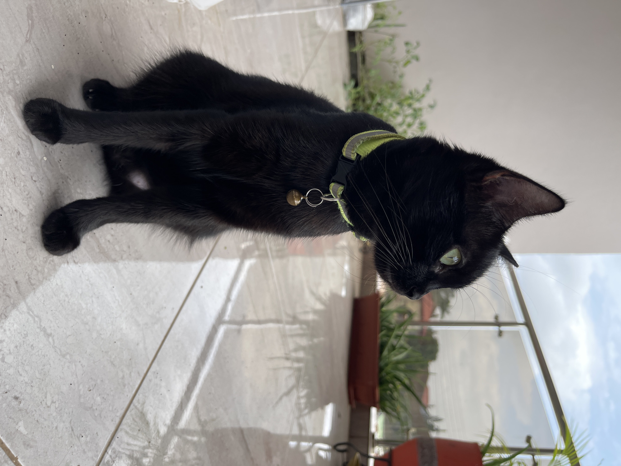 A black cat with green eyes and a yellow collar with a small bell is sitting on a tiled balcony. The cat is facing to the right, looking away from the camera. In the background, there is a glass railing, potted plants, and a cloudy sky. The environment appears to be a residential area in Madina, Ghana, likely a home's balcony.