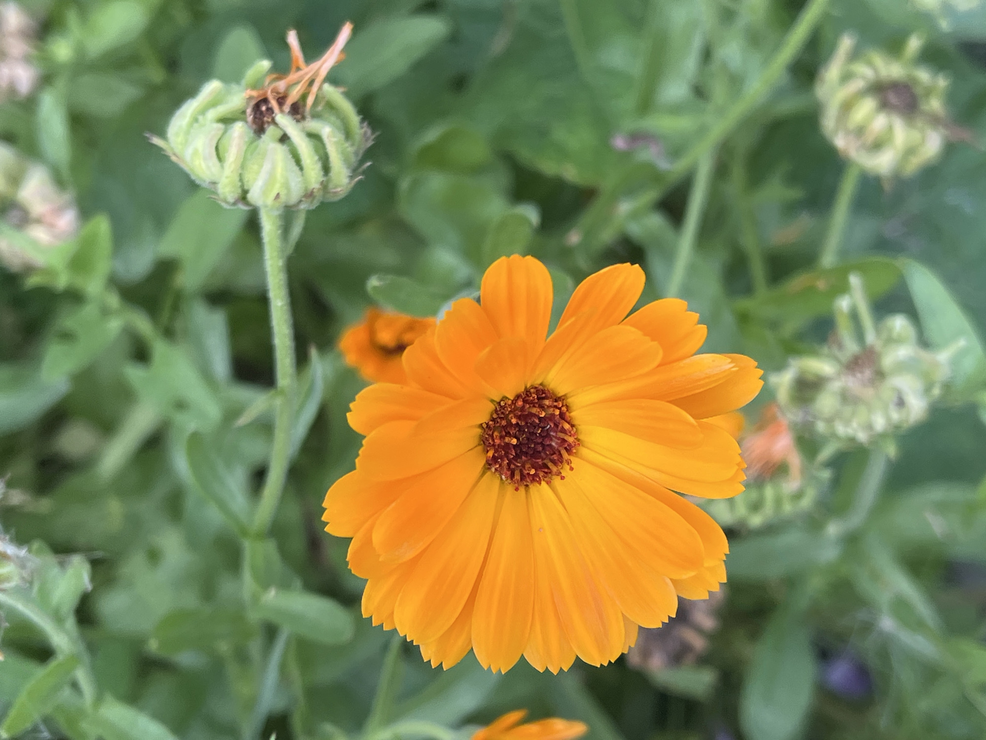 This is a close-up, high-angle, vertical shot of a vibrant orange calendula flower in Il'ino, Russia. The flower is in focus and its petals are a bright, saturated orange with a darker, reddish-brown center. To the right of the main flower, a closed green bud of a calendula flower is visible, with some dried orange tendrils emerging from its tip. The background consists of out-of-focus green foliage, suggesting a garden or natural setting. The lighting is soft, creating a gentle illumination of the subject. No people or animals are present in the image.