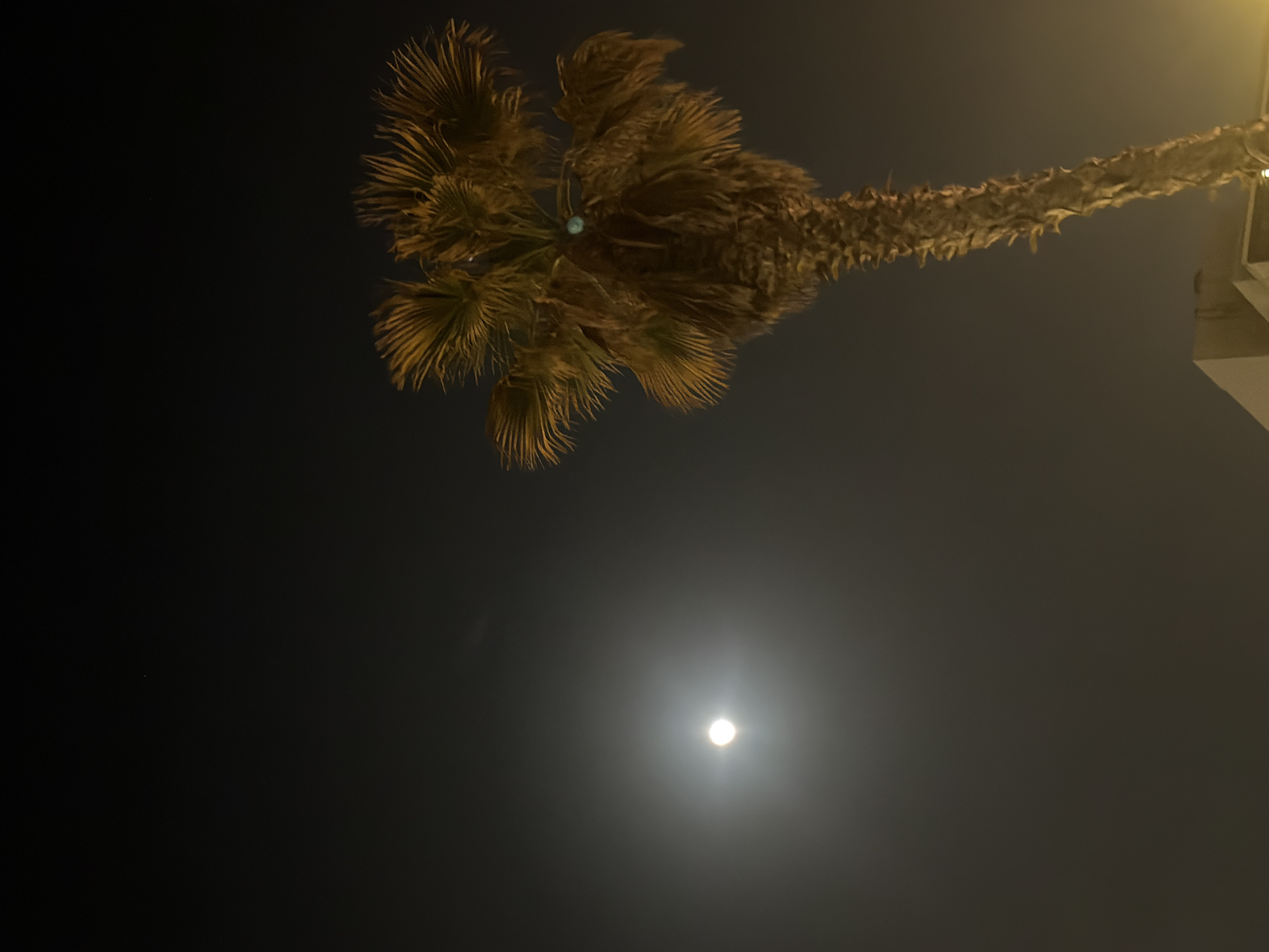 The image shows a palm tree silhouetted against a dark night sky with a bright, circular moon visible below the tree. The perspective is from below, looking up at the palm tree, which is positioned at the top of the frame and extends diagonally across the upper right corner. The trunk is textured and appears rough. The leaves of the palm tree are detailed, with each frond visible. There is a partial building visible in the upper right. The night sky is a gradient from dark to lighter shades of gray. The location is likely the city of Tel-Aviv, Israel, given the common presence of palm trees.