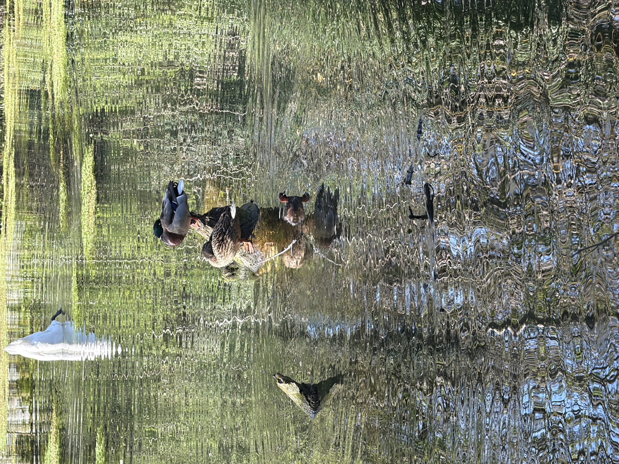 The image depicts a group of ducks resting on a log in a body of water. The water's surface is highly reflective, distorting the images of surrounding vegetation and objects. The scene is likely located in a park or natural setting, judging by the trees and green foliage reflected in the water. In the water, there are 6 ducks visible sitting on a log. There is also a duck upside down that is standing on it's head. The image is rotated to the left, but assuming this is a lake, there is a log in the water and a white plastic bag and the head of a duck visible. The exact location within Tonbridge and Malling, United Kingdom, cannot be determined from the visual information provided.