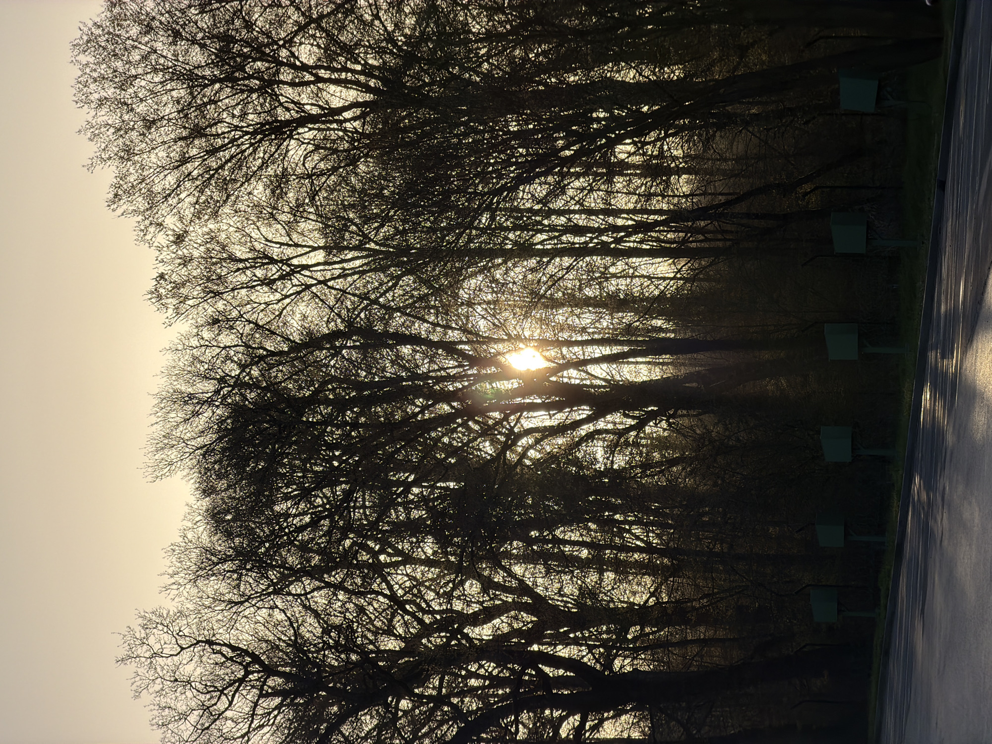 The image depicts a row of bare trees silhouetted against a pale sky, with the sun partially obscured by the branches, creating a starburst effect. To the right, a paved road or path is visible. Green metal boxes on poles are spaced intermittently along the tree line. This image was taken in Leudelange, Luxembourg.