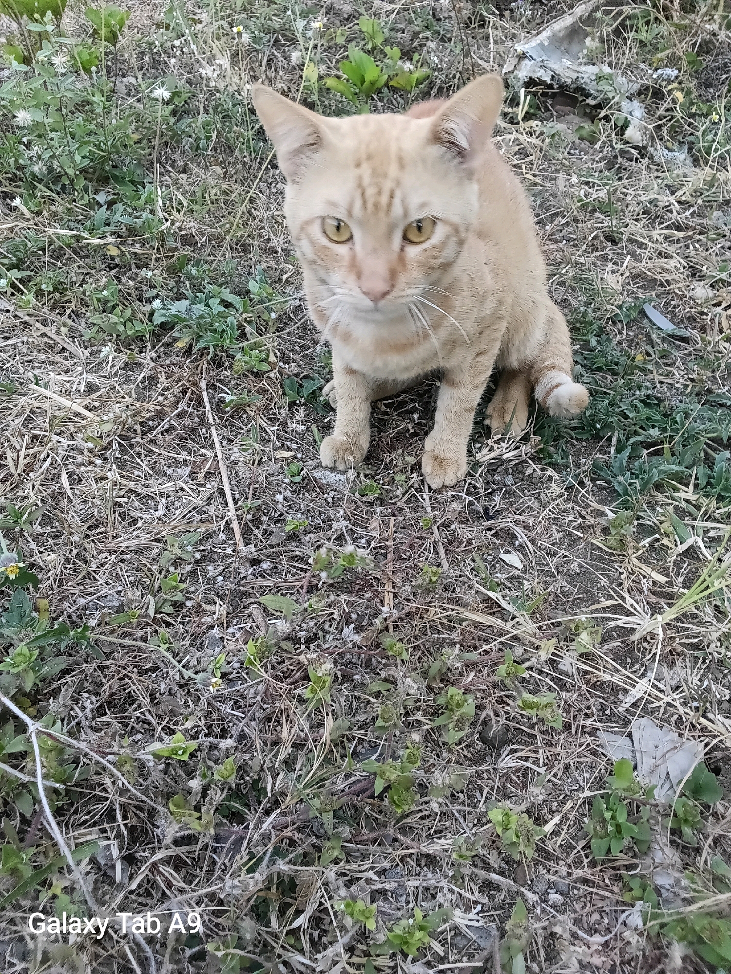 A ginger-colored cat is sitting on dry grass and dirt, looking directly at the camera. The cat has yellow eyes and white whiskers. The background consists of sparse vegetation, including dried grass and small green plants. The setting appears to be an outdoor area, possibly a garden or a vacant lot. The image also contains a watermark in the bottom left corner that reads "Galaxy Tab A9". The scene is located in Kelutan, Indonesia.