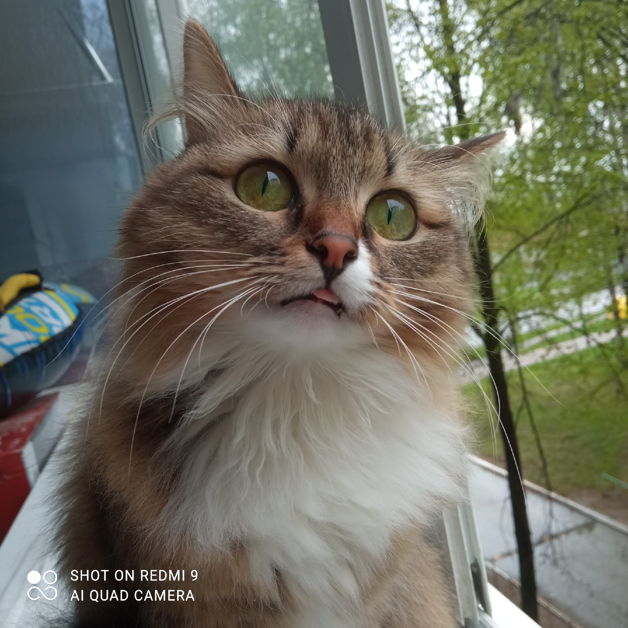 A long-haired, brown and white cat with green eyes sits on a windowsill, its tongue slightly protruding. The cat is positioned inside, looking out towards a blurred, green outdoor scene that includes trees and what appears to be a street. The location is identified as Chaikovsky, Russia. Part of an unidentified object with a blue and yellow pattern is visible to the left of the cat. The text "SHOT ON REDMI 9 AI QUAD CAMERA" is visible at the bottom left corner.