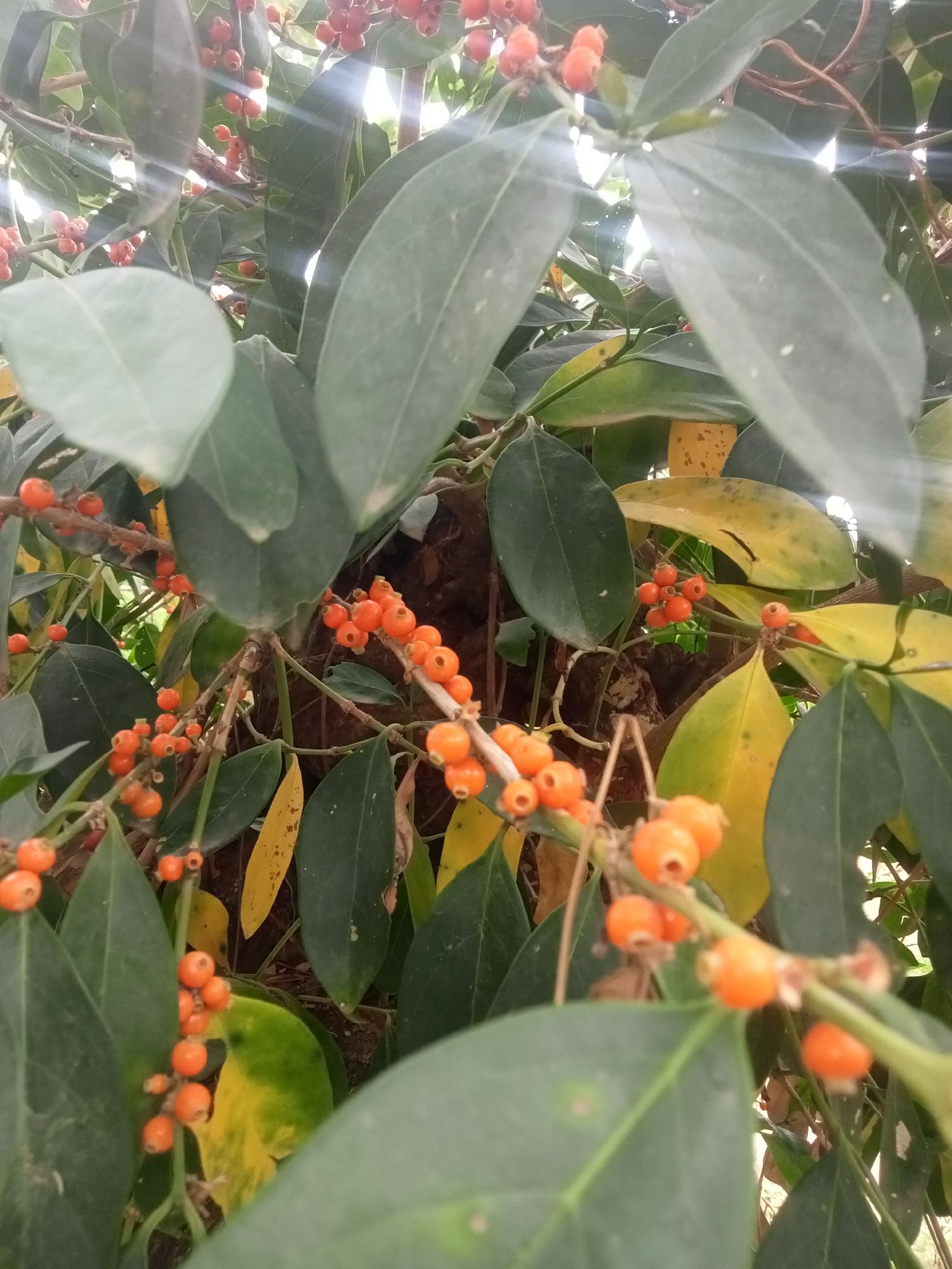 The image shows a cluster of plants with green and yellow leaves and small orange berries. The leaves are oval-shaped. The berries are spherical and clustered on thin branches. The location is Jos, Nigeria. The environment appears to be outdoors, likely a garden or natural setting.