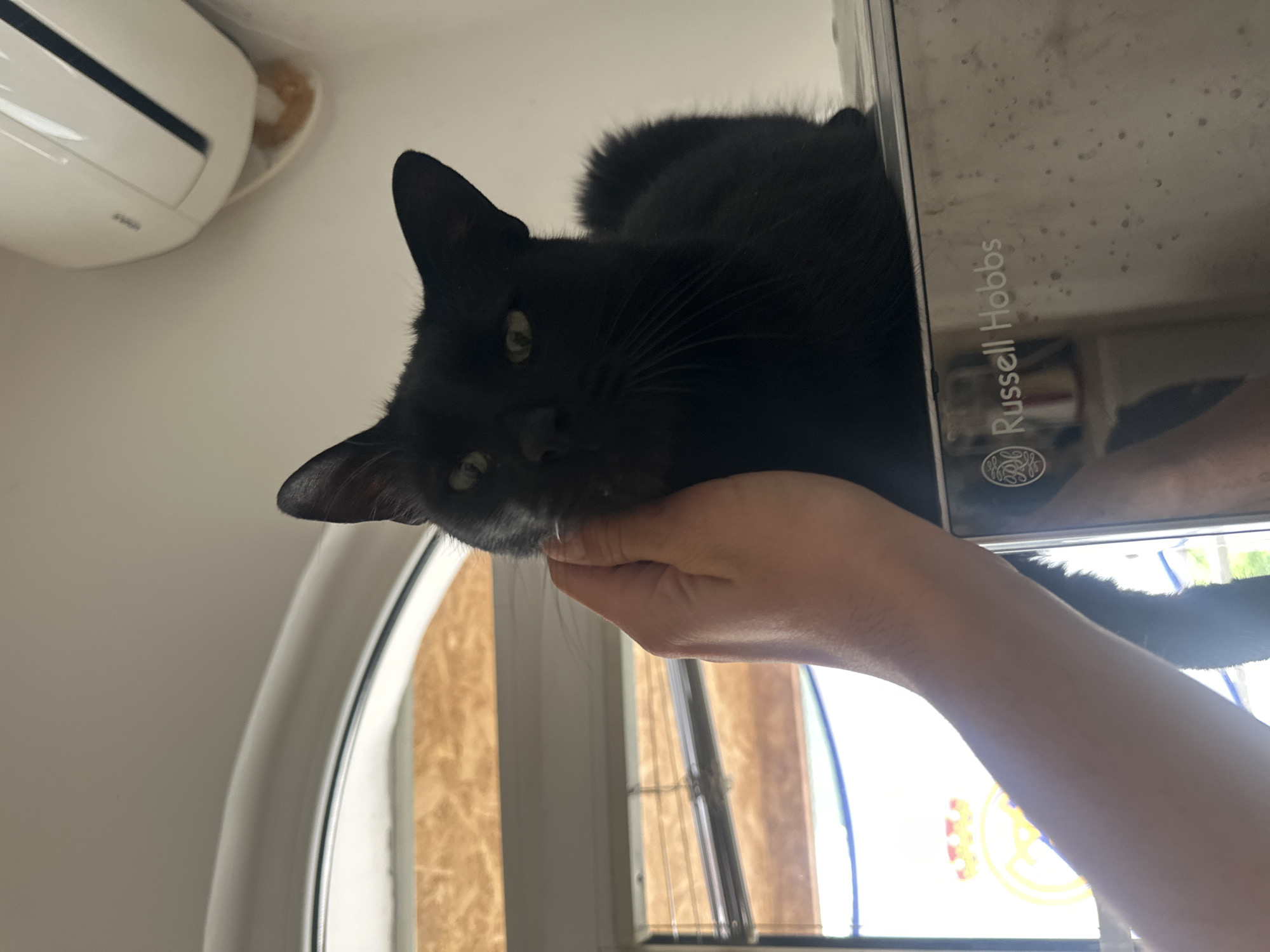 A black cat is lying on top of a silver Russell Hobbs microwave. A person's hand is reaching up toward the cat's face. A white air conditioning unit is in the upper left corner of the image. Through a nearby window, one can see a building. The location is Budva, Montenegro.