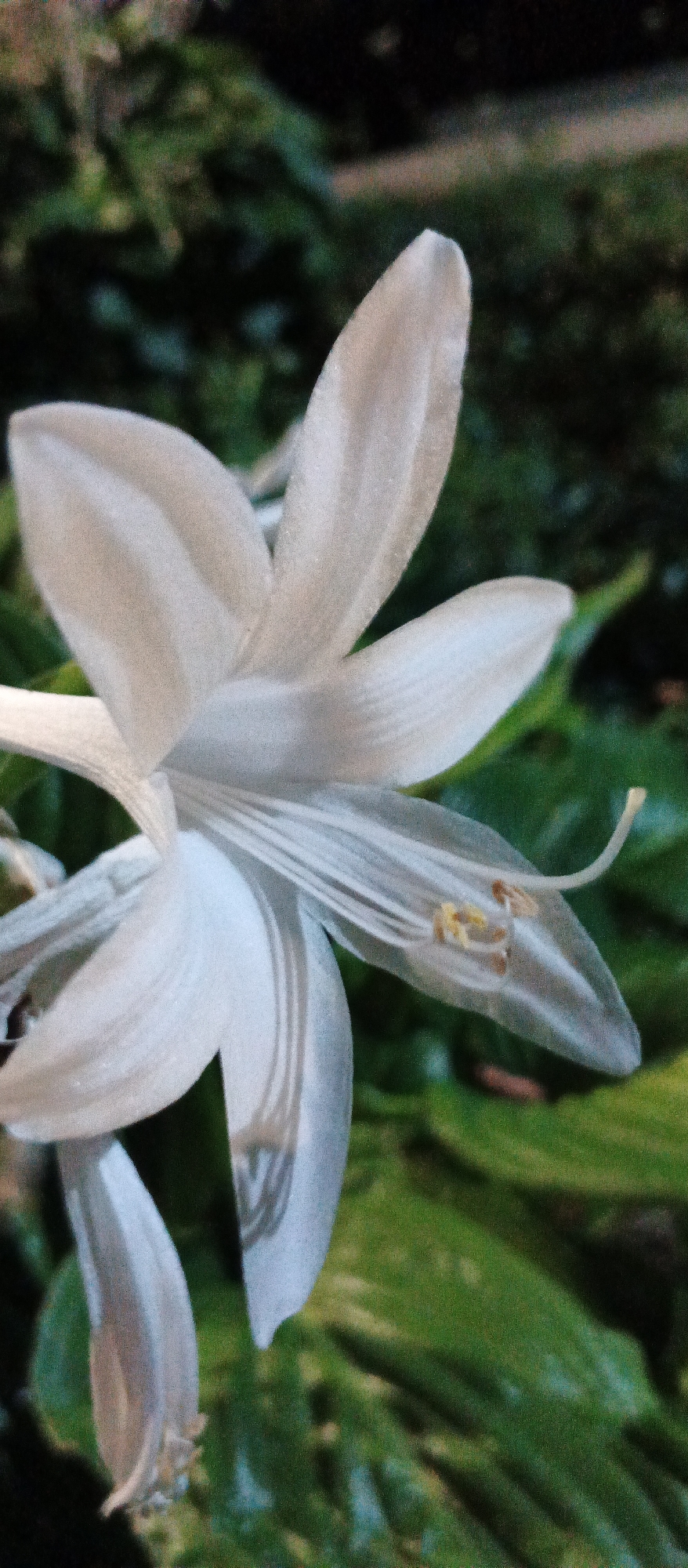 A white flower with six petals is in focus in the foreground, with its stamens and pistil visible in the center. The background is a blur of dark green foliage, suggesting an outdoor garden setting. The image is vertically oriented and captures a close-up view of the flower. There is no indication of a specific location within the city of Mukachevo, Ukraine, nor are there any people, actions, or interactions depicted.