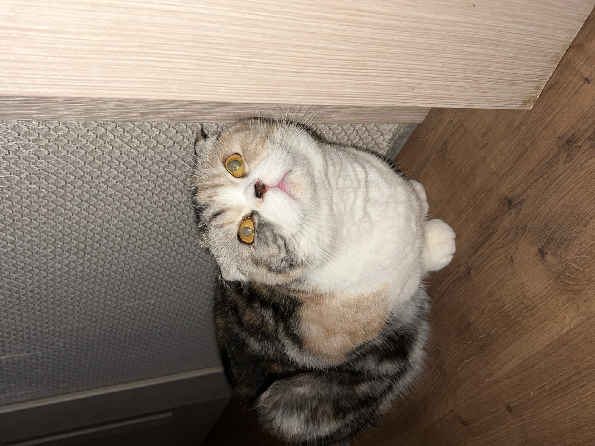 A Scottish Fold cat with golden eyes, a white and grey face, and a grey and black striped body is lying on the floor. The cat is positioned between a textured grey surface and a wooden floor, looking upwards. The image does not depict any location in Noviy, Russia.