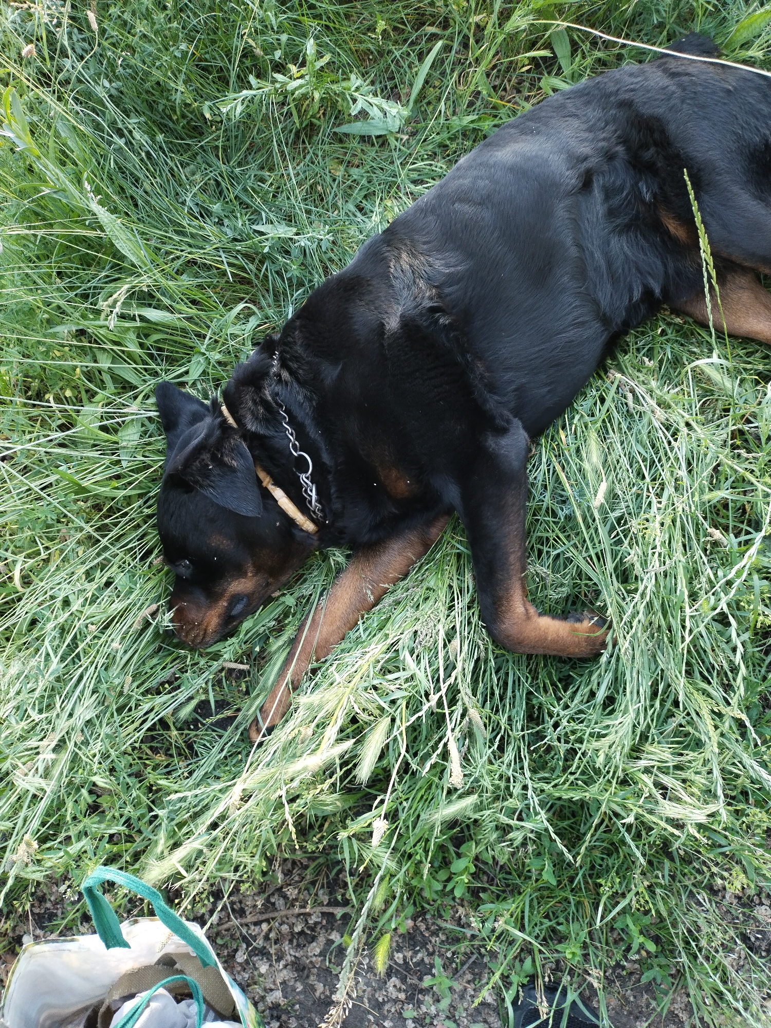 A black and tan dog, resembling a Rottweiler, is the central subject, lying on its side amidst tall, lush green grass. The dog appears to be resting or sleeping, with its head lowered and eyes closed. It wears a collar featuring both metallic chain links and a lighter-colored, possibly wooden, cylindrical section around its neck. Its fur is predominantly black, with characteristic tan markings visible on its muzzle, chest, and front paws.
The scene is an outdoor setting, likely a field, park, or overgrown yard, characterized by dense, varied green vegetation, including different types of grass and some flowering or seeding weeds. Patches of exposed soil and smaller ground cover are visible in areas. Natural daylight illuminates the scene, suggesting it is daytime, possibly bright and sunny.
In the bottom-left corner of the image, a portion of a bag with distinctive bright green fabric handles can be seen resting on the ground. The dog appears calm and relaxed. No other subjects or visible text are present in the image. The location is Horishni Plavni, Ukraine.