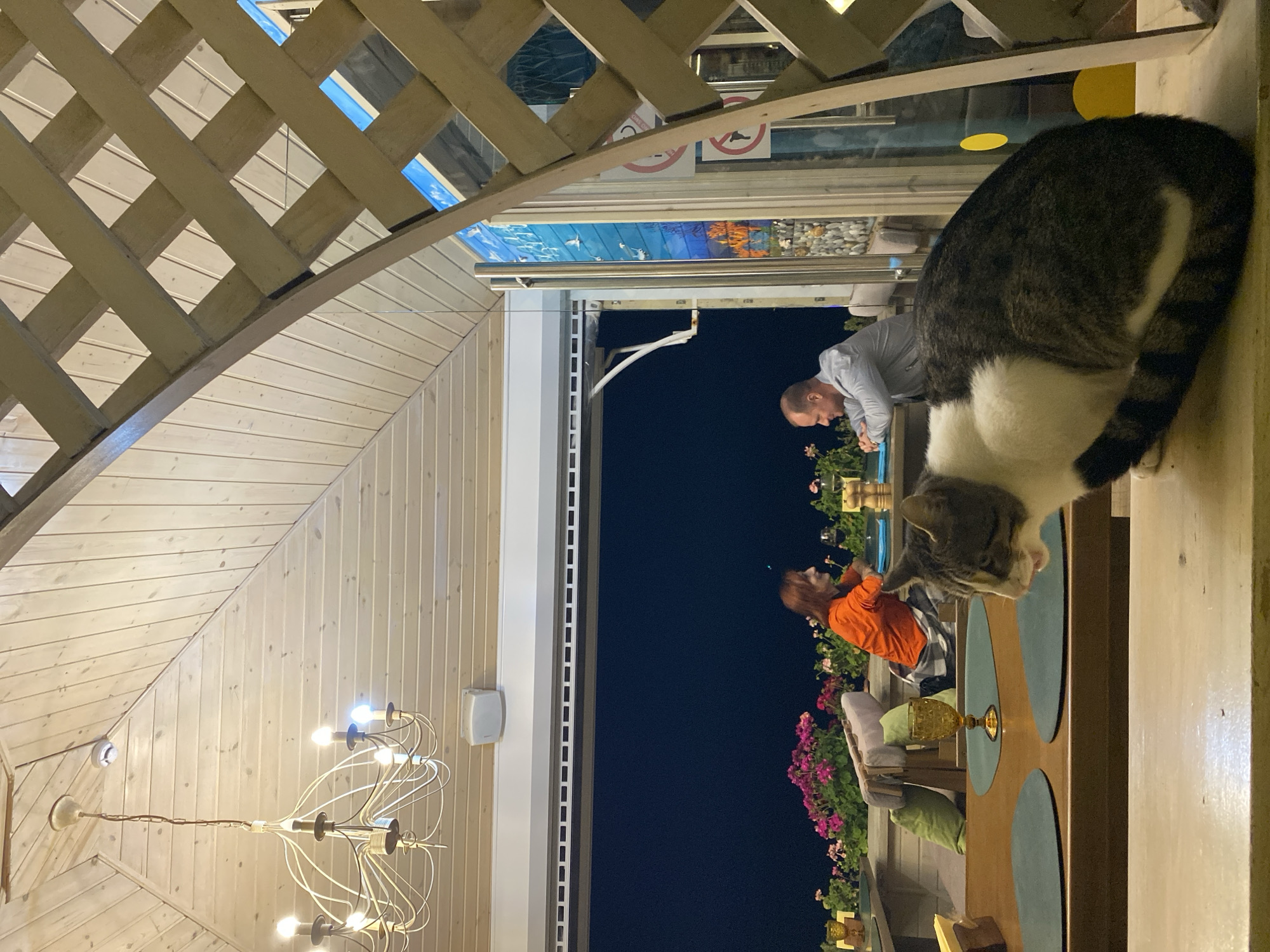 Here is a detailed description of the image:
**Scene:** The image captures a semi-outdoor dining space, possibly a terrace or veranda, likely located in Sochi, Russia. The setting is at night, as indicated by the dark sky visible in the background.
**Environment:** The space is enclosed by wooden lattice and plank walls, with decorative elements like hanging lights (chandelier) and flower boxes with pink flowers lining the edge. In the background, one can see other sections of the restaurant or outdoor area with decorative panels depicting seagulls and marine scenes.
**Subjects & Objects:** A large cat is positioned on the edge of a table, its rear towards the viewer. The cat is gray, white, and black. On the table, there are placemats, glassware, and other dining accessories. In the background, there is a man in a blue shirt leaning on his arms at the table. A woman in an orange shirt is seated, facing the man.
**Actions & Interactions:** It appears the man and woman are engaged in conversation. The cat is present on the table, seemingly observing or interacting with the dining scene.
**Additional Details:**
- There are decorative gold-colored elements on the table.
- The lighting is mixed, with both natural and artificial light sources.
- A "no dogs" sign can be glimpsed in the background.