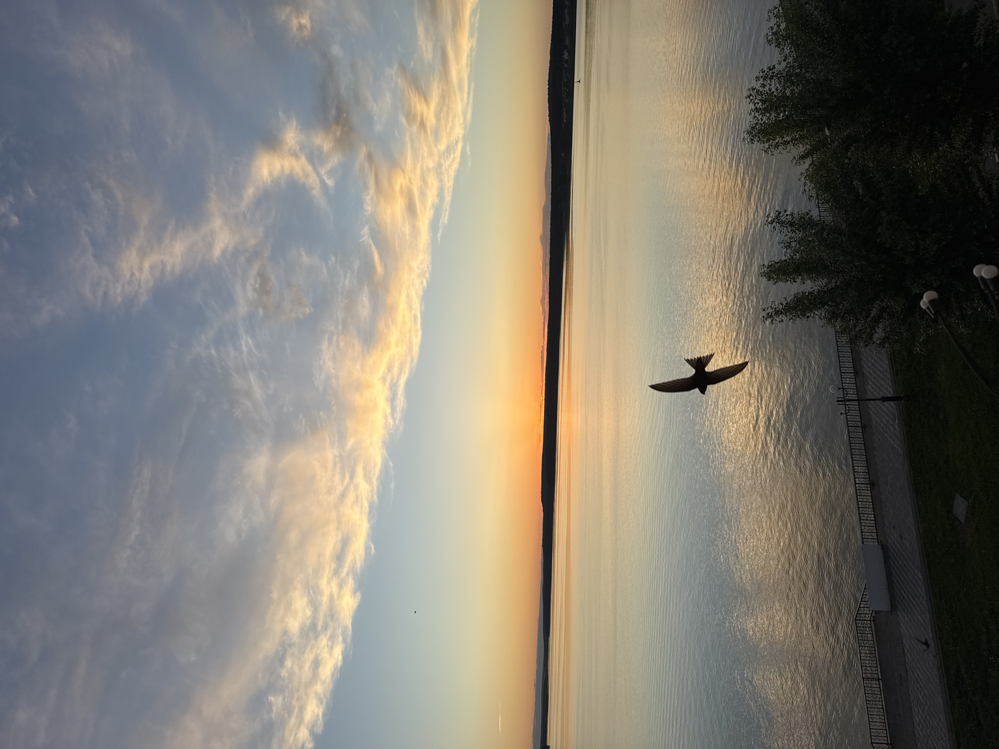 The image depicts a serene sunset or sunrise scene over a vast body of water. The horizon line runs horizontally through the center, with the sky above and the water below.
The upper portion of the image shows a sky painted with soft blues and an increasing gradient of warm orange and yellow towards the horizon, indicating the presence of a low sun just beyond the frame or partially obscured by the distant land. Wispy, elongated clouds, primarily on the left, are illuminated by the warm light, appearing golden against the cooler blue sky.
The lower half features a large body of water, possibly a river or lake, reflecting the soft hues of the sky with gentle ripples on its surface. A distinct, dark silhouette of distant land or a tree-lined shore stretches across the horizon.
In the mid-ground, prominently silhouetted against the bright water and sky, a bird is captured in flight with its wings spread. On the right side of the image, the dark outlines of trees frame a constructed embankment or promenade. Details on the embankment include a decorative metal fence and the tops of two lamp posts, alongside paved ground. The time of day is clearly either sunset or sunrise, suggested by the warm, low light and long shadows. No visible text is present.