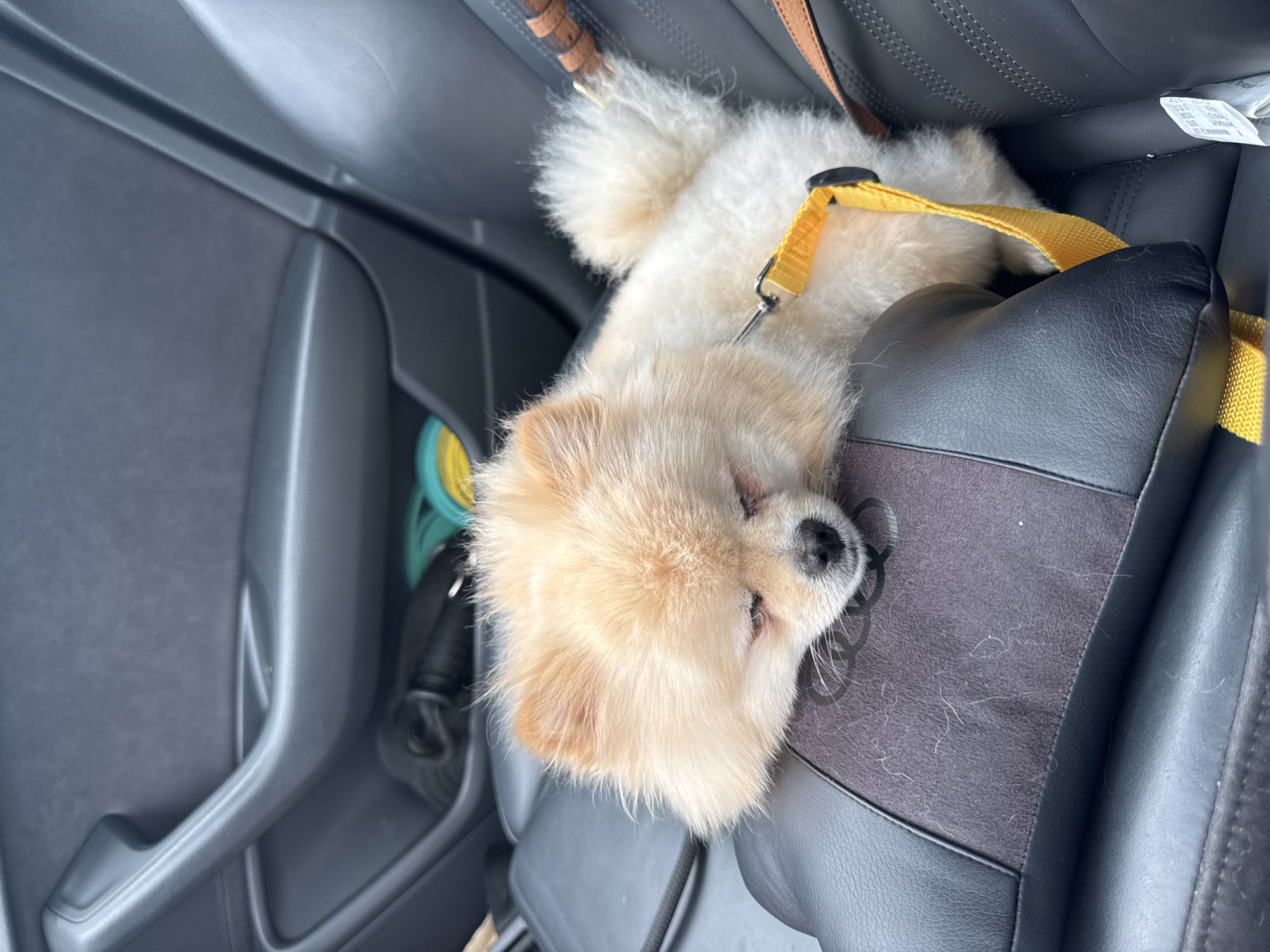A small, cream-colored Pomeranian dog is sleeping in the passenger seat of a car. The dog is wearing a yellow harness. The dog's head is resting on a black headrest with a dark gray fabric insert that has a faint Audi logo. The interior of the car appears to be black leather. A black strap is visible on the left side of the image, and other items are in the door pocket behind the dog. The scene is dimly lit, suggesting it is inside a car with the doors closed. The image was captured in Kirchroth, Germany.
