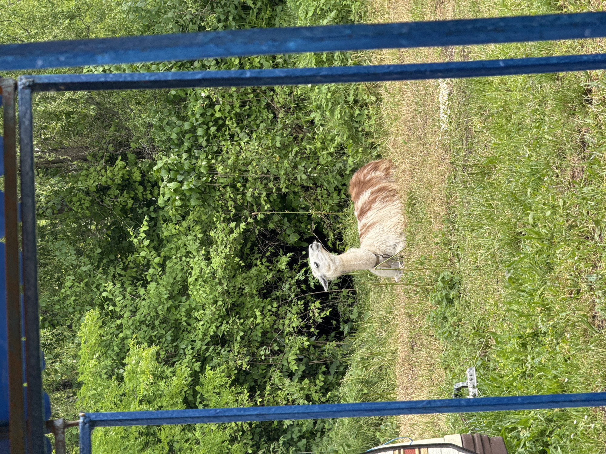 View through a blue metal fence in Burgas, Bulgaria, onto a grassy area where a llama grazes near green foliage.