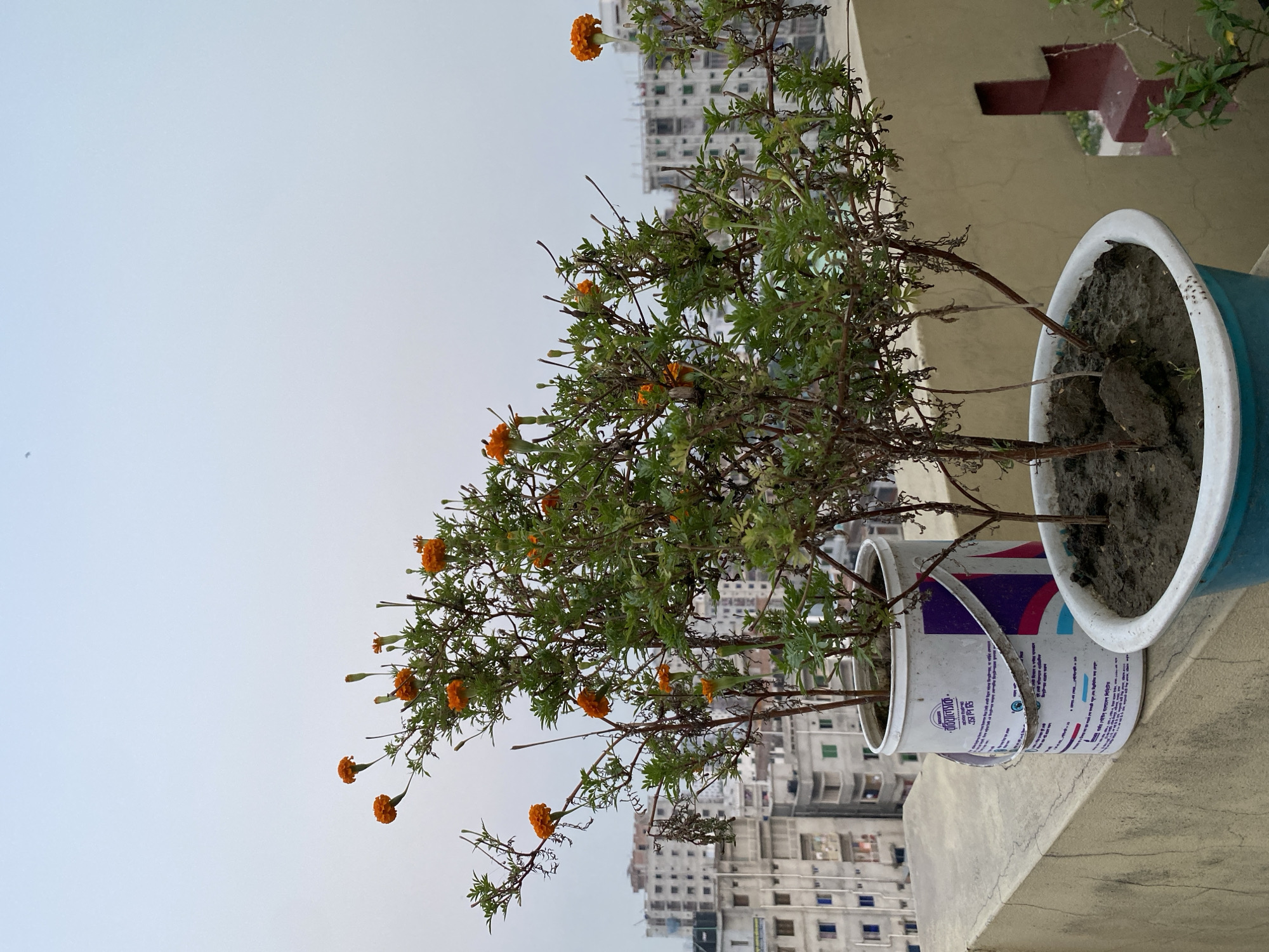 The image shows two potted plants sitting on a concrete ledge, likely a rooftop or balcony. The plant on the left has green foliage and orange marigold flowers, growing in a repurposed white paint bucket as a planter, with blue and purple paint remnants visible. The pot on the right is blue with a white rim, and it is filled with dark soil. The sky is overcast. In the background, there are multiple mid-rise buildings, typical of an urban landscape. The scene is consistent with the city of Dhaka, Bangladesh, given the style of the buildings and the common practice of using repurposed containers for gardening.