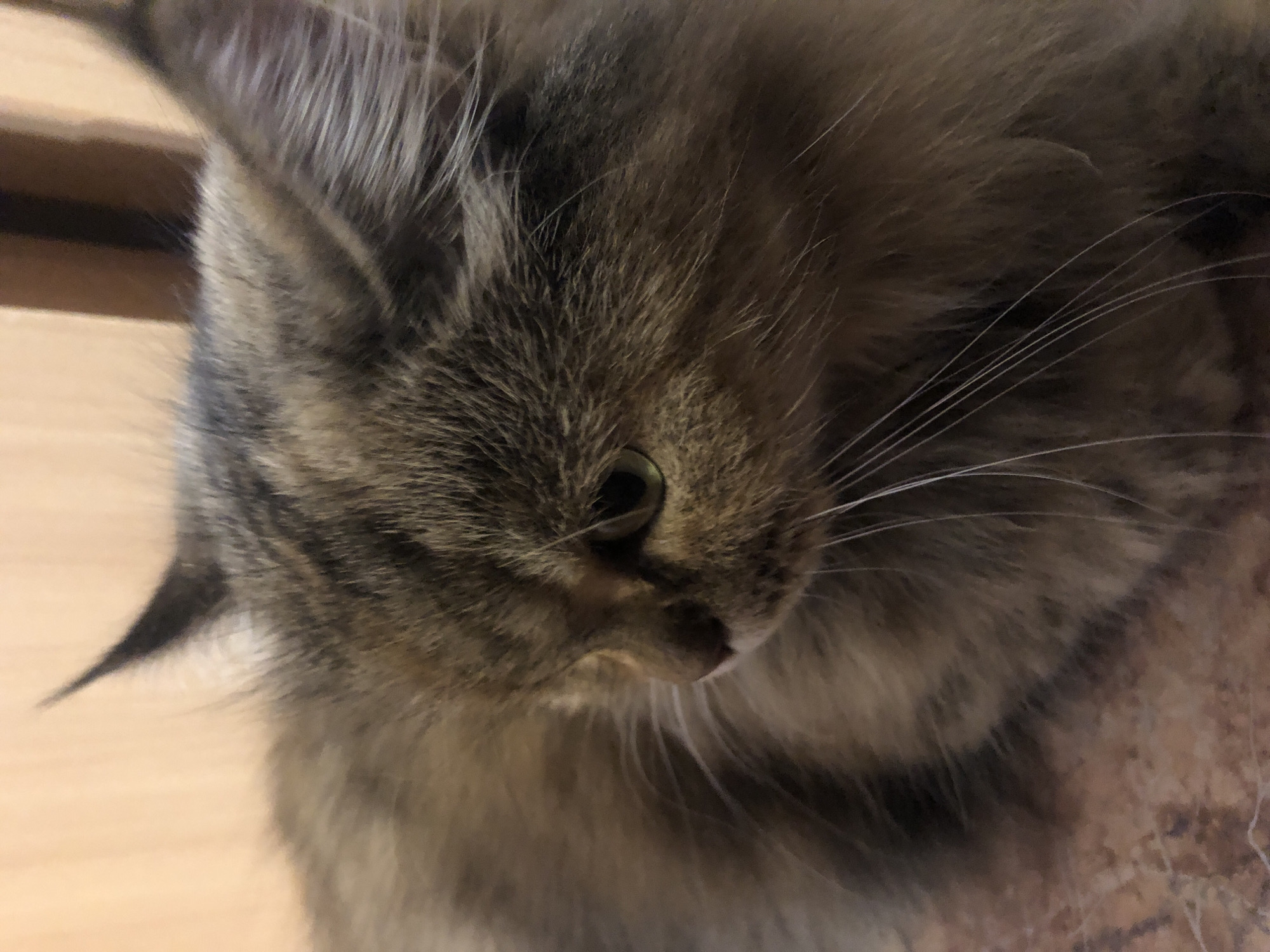 A fluffy, brown cat is pictured in a close-up, side-profile shot. The cat's fur is long and appears to be a mix of brown, gray, and possibly some lighter shades. Its right eye, a light green color, is clearly visible, along with its long white whiskers. The background is a soft, blurred gradient of light beige to brown, suggesting an indoor setting. The cat is positioned in the lower right quadrant of the frame, with its head turned to the left.