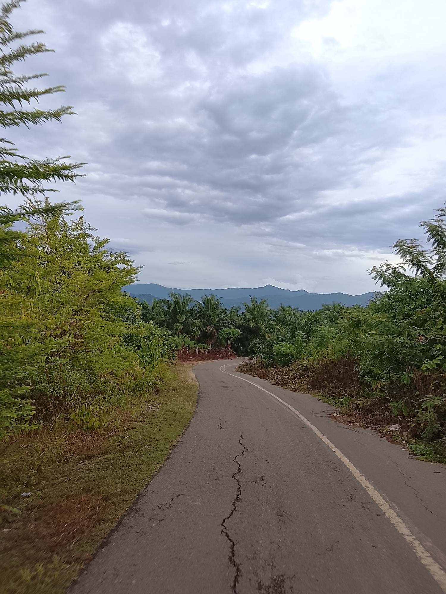 An asphalt road curves through a tropical landscape under a cloudy sky. The road is gray and cracked in places, with a white line marking its edge. Lush green trees and vegetation line both sides of the road. In the distance, palm trees are visible, interspersed with rolling hills or mountains that fade into the hazy sky. The scene appears to be located in a rural or natural area, possibly on the outskirts of Seunong, Indonesia, given the tropical vegetation and mountainous backdrop. There are no people or animals visible in the image.