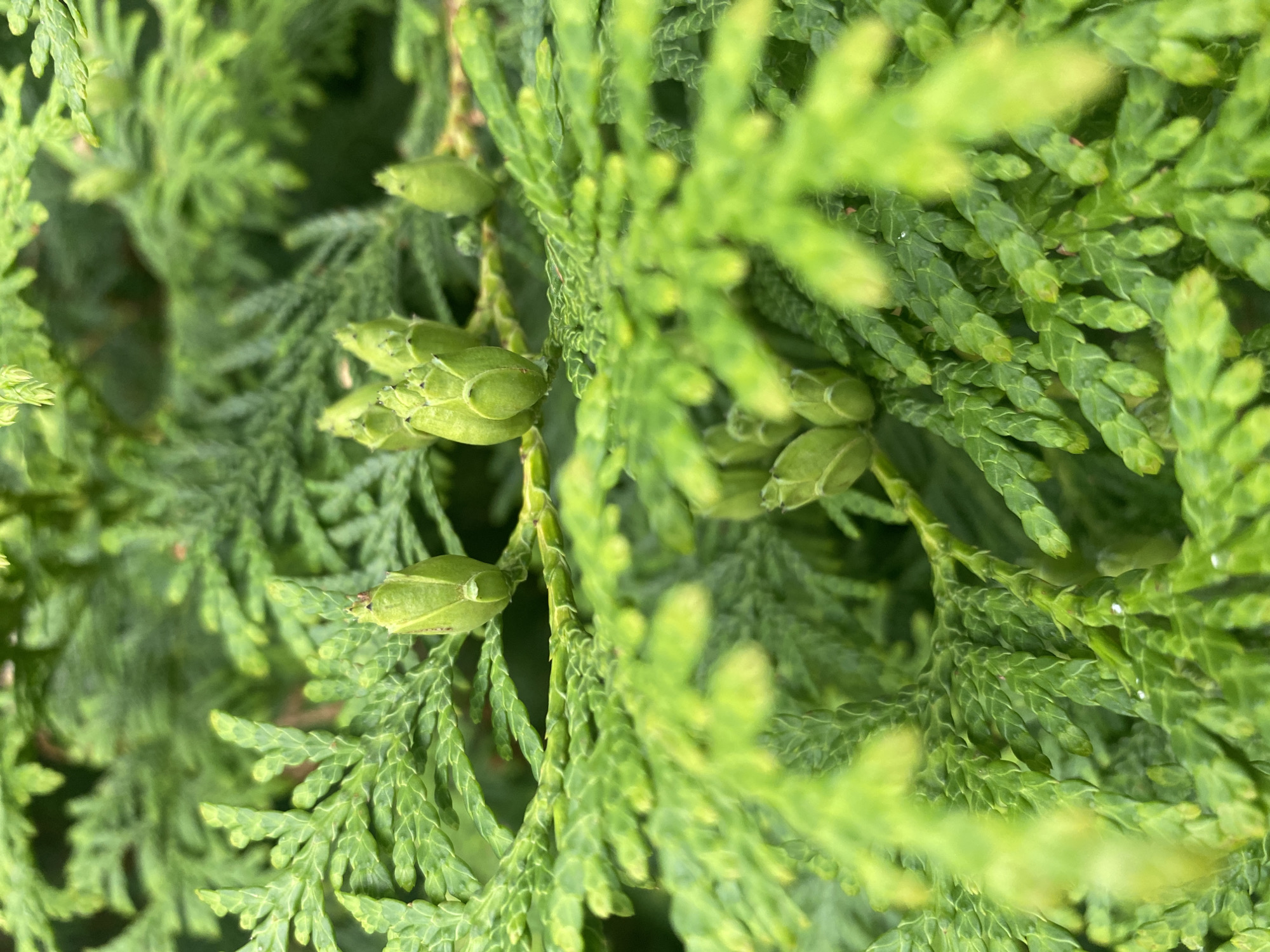 The image shows a close-up view of evergreen foliage, likely from a coniferous tree such as a cedar or cypress. The branches are covered in small, scale-like leaves that are a vibrant green color. Several small, green, cone-like structures are visible, emerging from the tips of some of the branches. These appear to be young cones or buds. The lighting suggests an outdoor setting, possibly in natural daylight. The image is focused on the details of the plant, with some areas of the foliage appearing slightly blurred due to shallow depth of field.
The image does not contain any information that would allow for its location to be identified in Novokuybyshevsk, Russia.