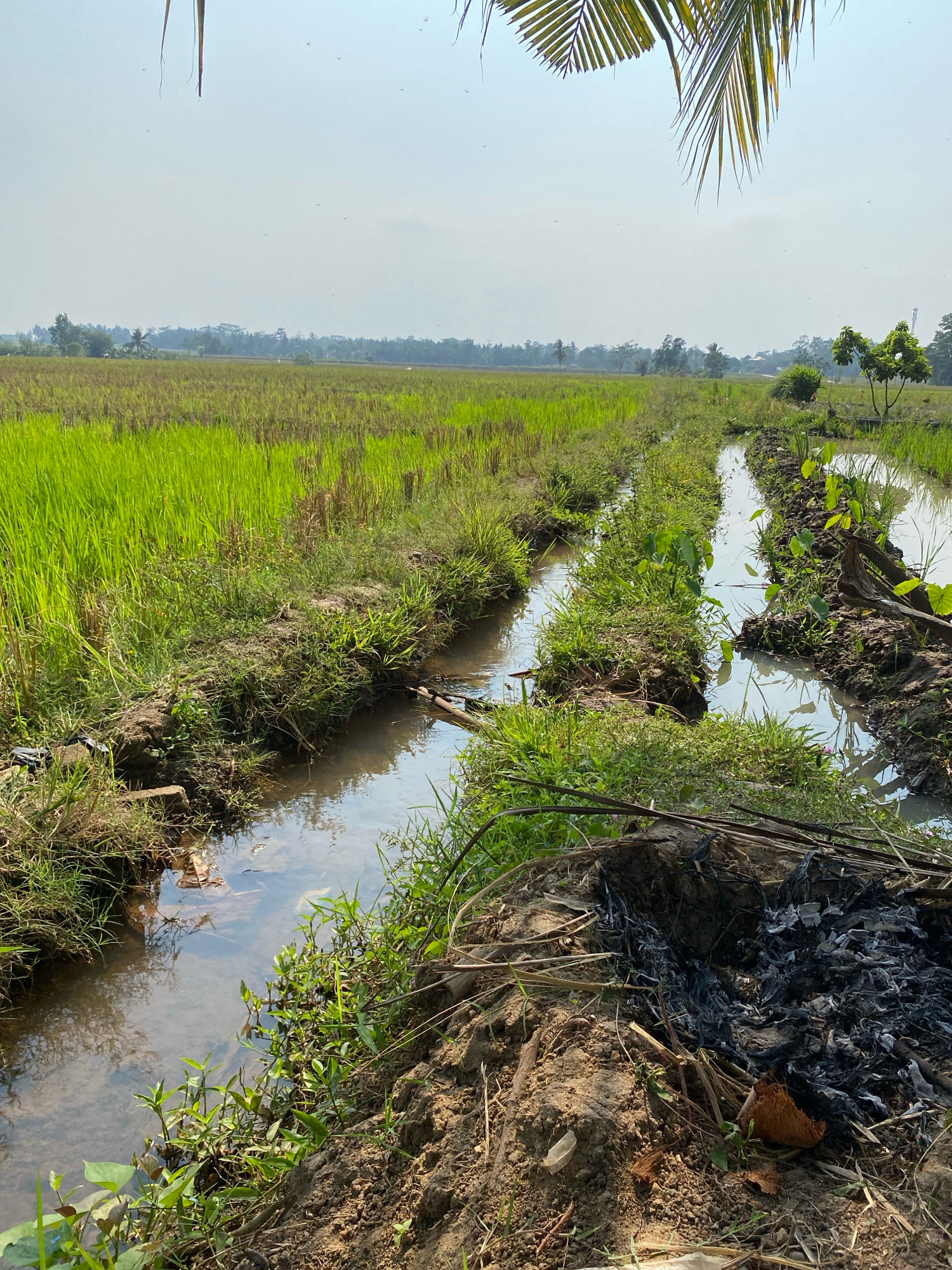 The image depicts a rural agricultural landscape in Mojo Pahit, Indonesia. The foreground features several narrow irrigation channels filled with water, bordered by raised earthen banks covered in lush green grass and some vegetation. To the left and right of the channels, the banks are composed of soil and mud, with some areas of dry, burnt material and coconut husk present on the right bank, suggesting recent burning activity.
Beyond the immediate foreground, the landscape opens up to extensive rice paddies. The rice stalks in the paddies are predominantly a vibrant green, indicating healthy growth, though some patches show drier, straw-like coloration. The paddies extend towards a distant treeline and a hazy horizon under a pale, overcast sky. In the distance, hints of scattered buildings and a communication tower are visible amongst the trees. A frond of a palm tree extends into the top left corner of the frame, framing the scene from above. There are no people or animals visible in the image.