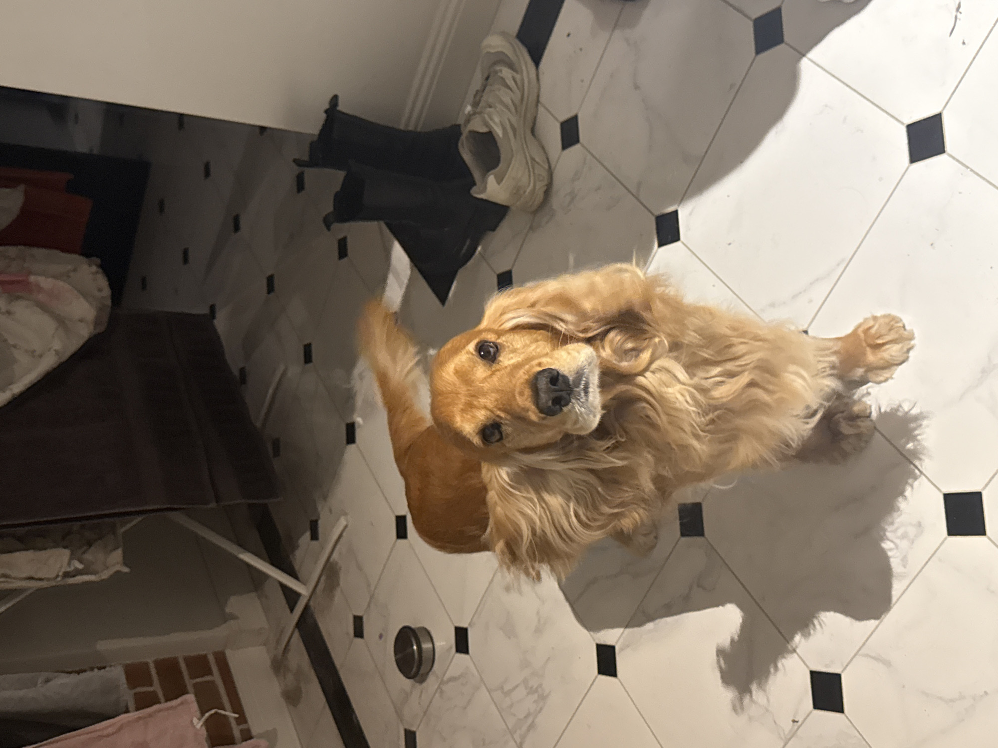 A golden retriever dog is standing on a tiled floor in what appears to be an entryway or laundry room. The dog is facing the camera, with its head tilted slightly. Its fur is long and wavy, particularly around its face and neck. The floor is made of white tiles with black square accents. In the background, there is a drying rack with clothes, a brick wall, a pair of black boots, and a white sneaker. Shadows are cast on the floor, suggesting a light source from the right. The overall impression is a domestic setting.
