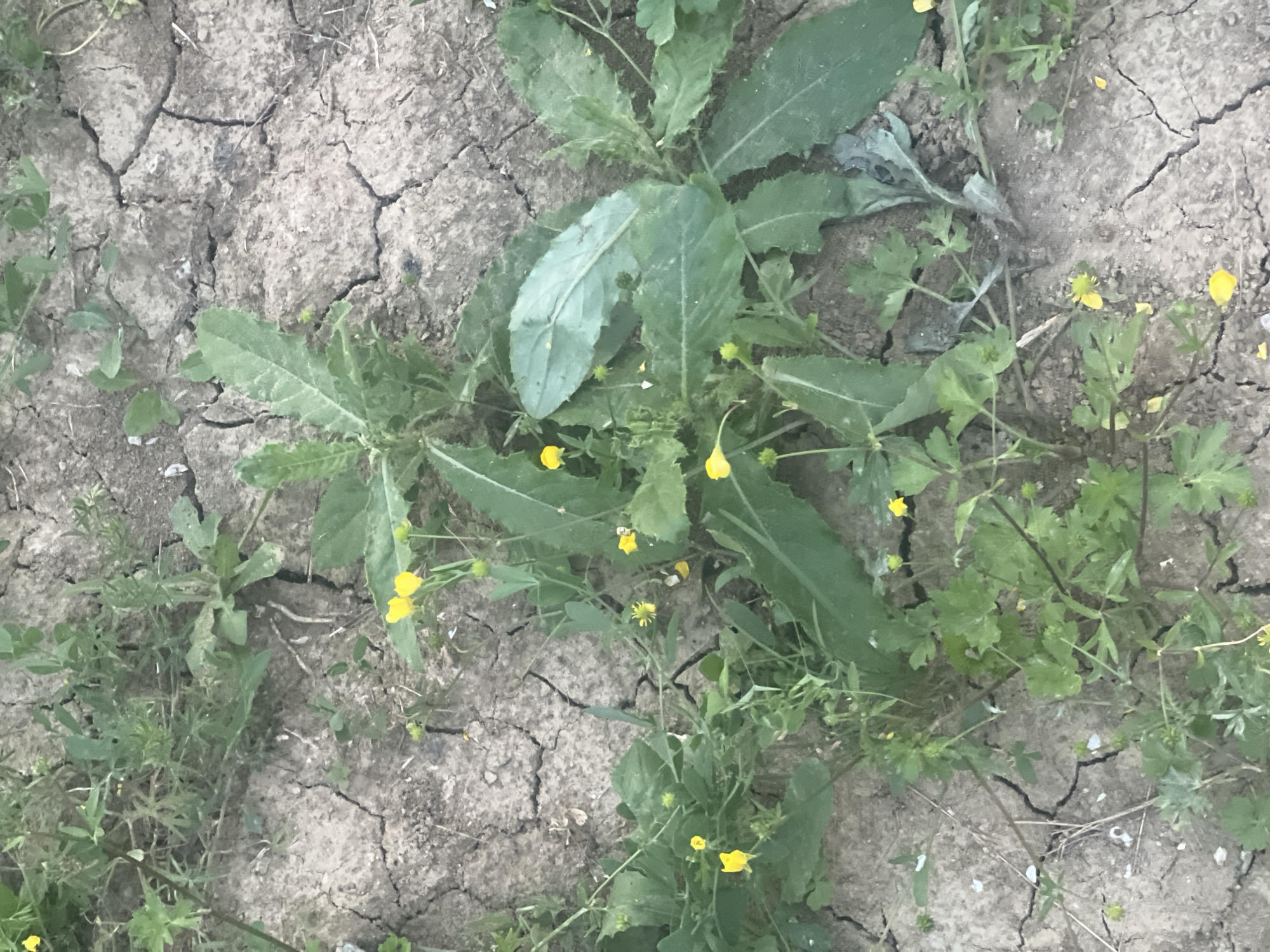 The image shows a close-up view of cracked, dry soil with green plants growing through it. Several small yellow flowers are scattered among the greenery. The scene is likely outdoors, given the natural setting and dry, cracked earth, suggesting a period of drought or arid conditions. The lighting is natural, indicating daytime. There are no people or specific objects visible, only the plants and the soil. The location context provided is Bârnova, Romania. No text is visible in the image.