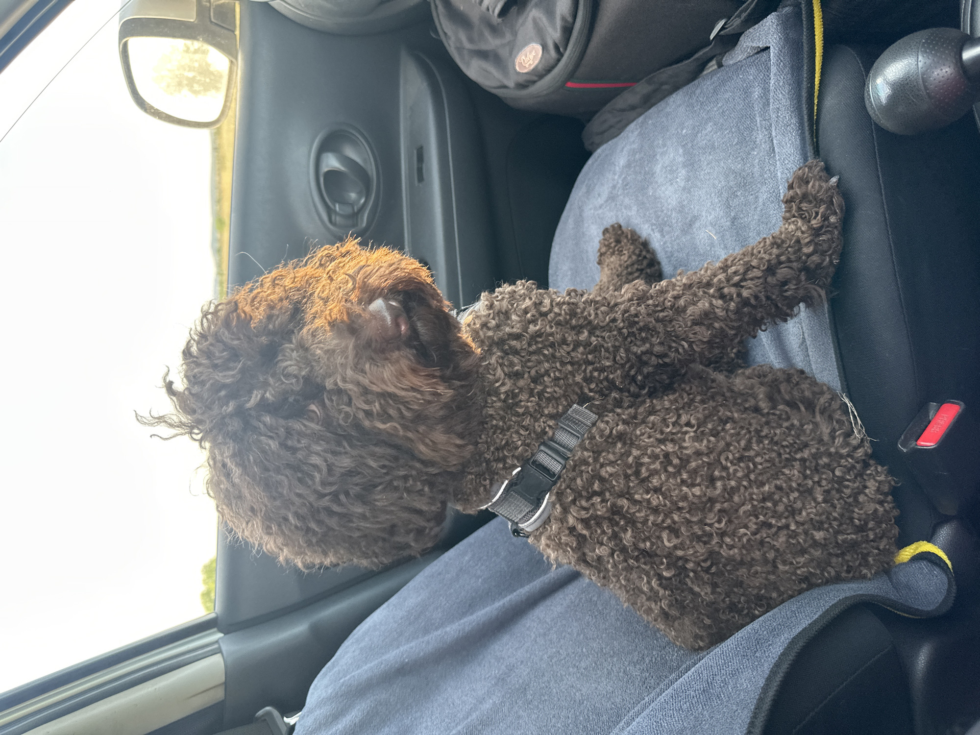 A brown, curly-haired dog is lying down on the blue fabric seat of a car. The dog is wearing a black harness with a silver buckle. Sunlight is streaming in from the left side of the car, illuminating the dog's fur and creating a bright background. Through the car window, trees and a bright sky are visible. The interior of the car is dimly lit, with a black bag visible in the background, possibly on the backseat. A black handle is visible on the car's door panel. The dog appears relaxed and comfortable, possibly resting during a car journey. The image seems to be taken during the daytime, with bright sunlight indicating a clear or partly cloudy sky. The location is identified as Novonikolaevka, Russia.